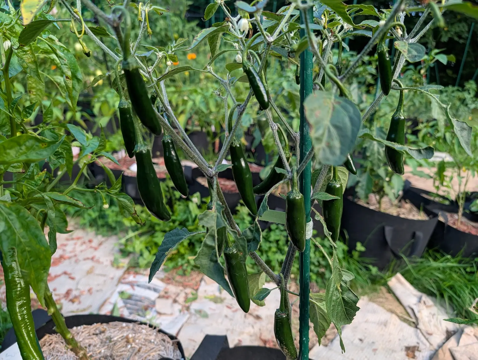 Dark green peppers hanging in a row along staked stems, a green metal stake up the middle, with black fabric grow bags and paving behind.