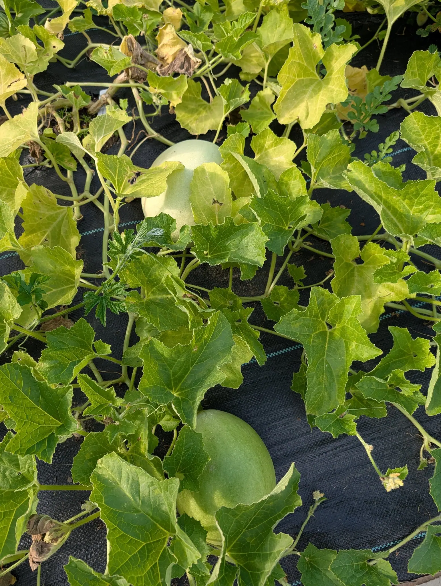Two pale round melons resting on black woven ground fabric among the vine's lobed leaves, several of them yellowing at the edges.