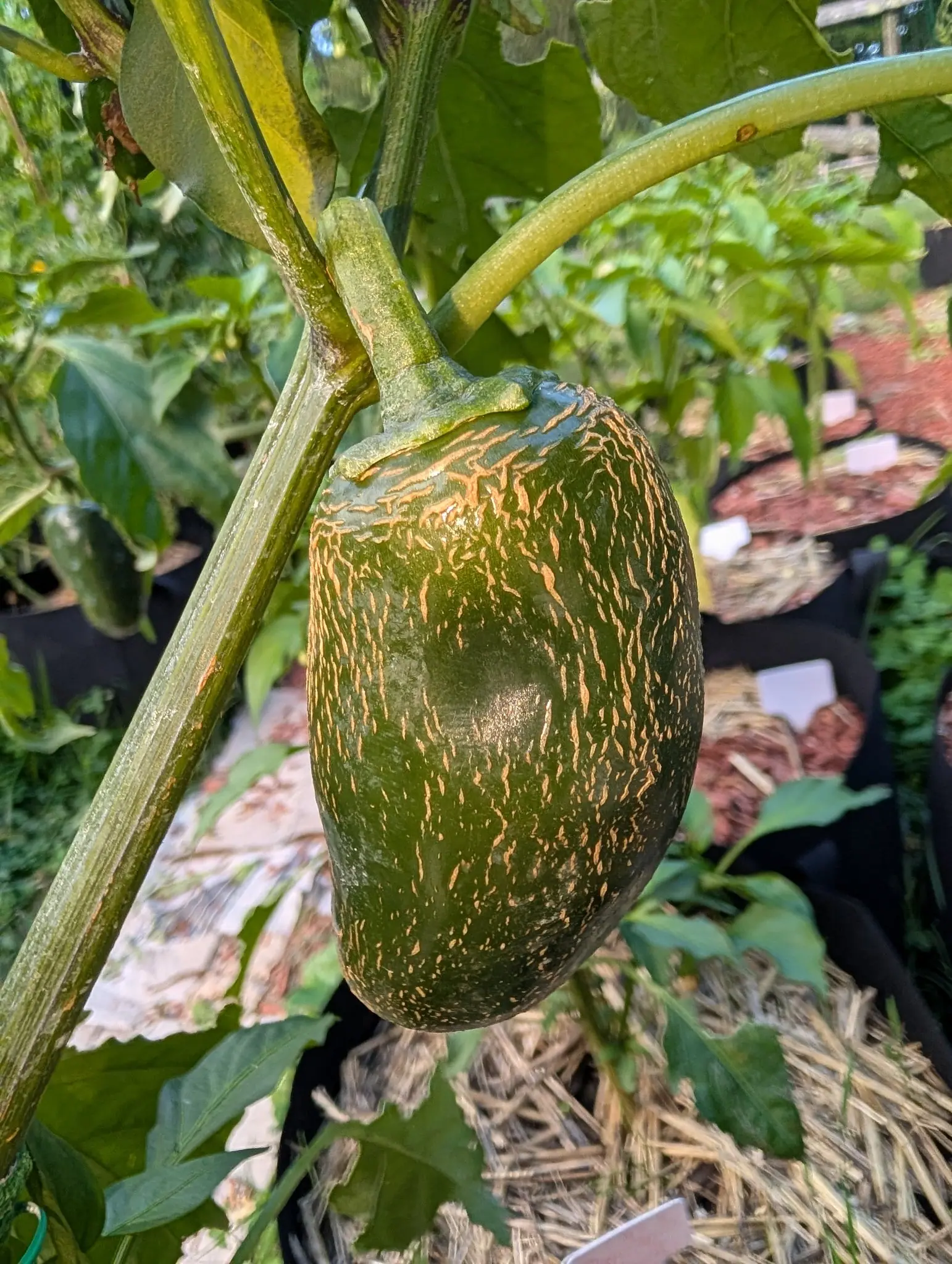A fat dark green pepper hanging on the plant, its skin webbed all over with tan corky lines, straw mulch and grow bags behind.