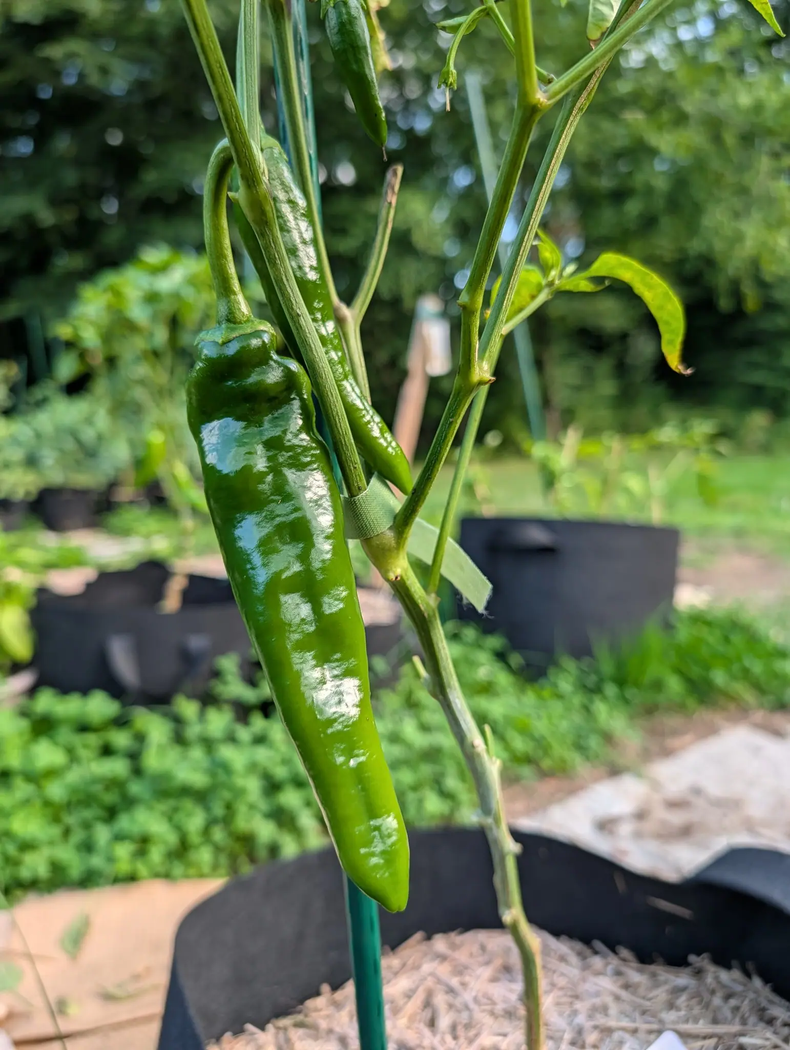 A long glossy green pepper hanging beside a green metal stake, a black fabric grow bag with straw mulch below and mown grass beyond.