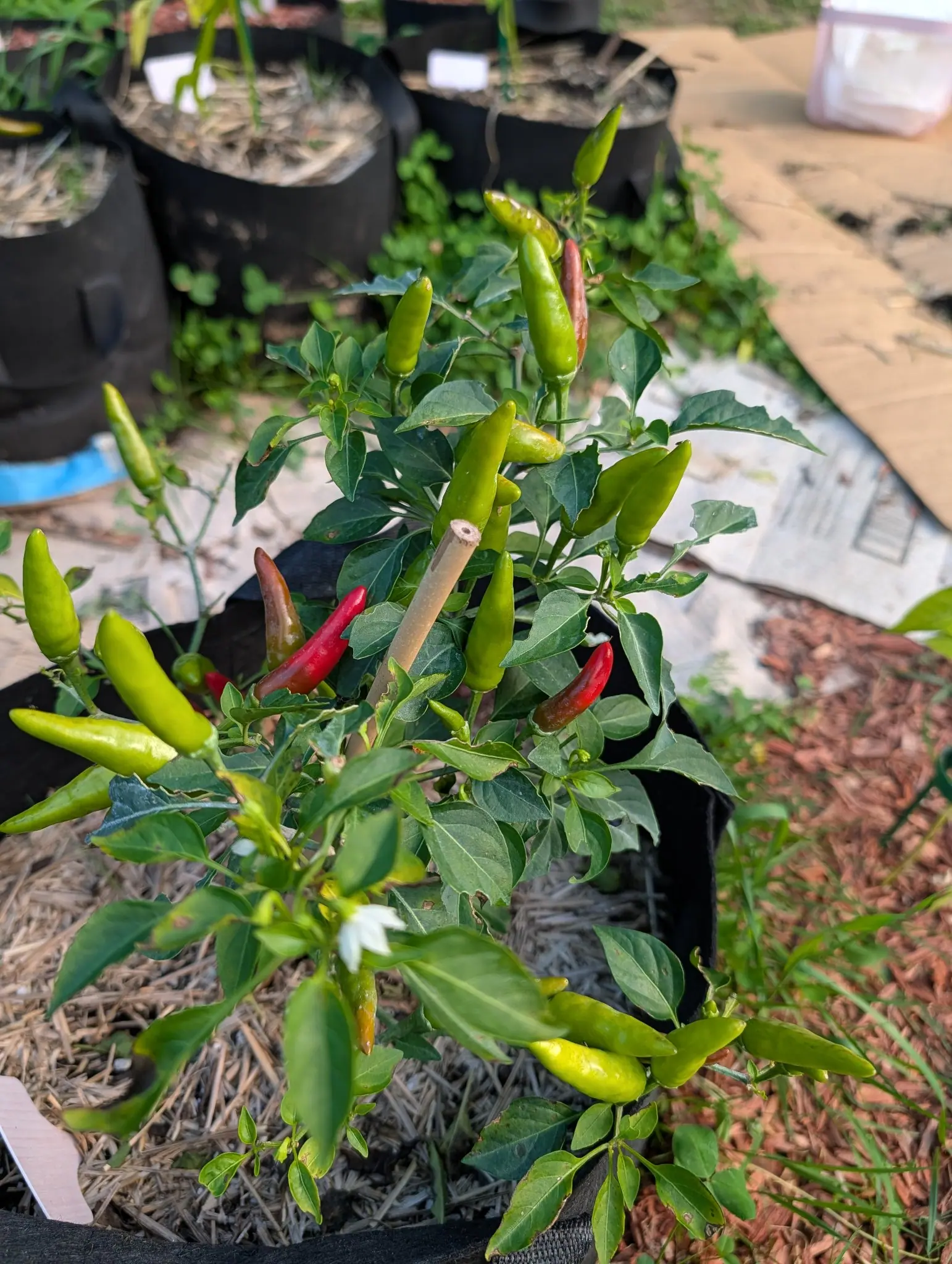 A chilli plant in a black fabric grow bag carrying slim upright fruit in green and red, sheets of cardboard and bark mulch spread on the ground around it.