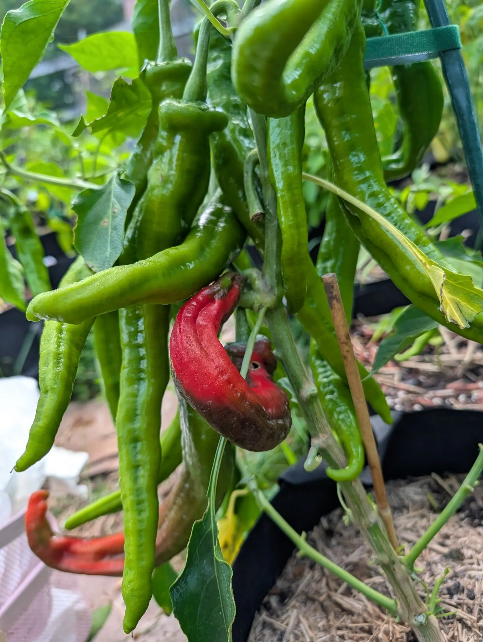 A hanging cluster of long green cayenne peppers with one ripened red and bruised brown, straw mulch and a black fabric grow bag below.