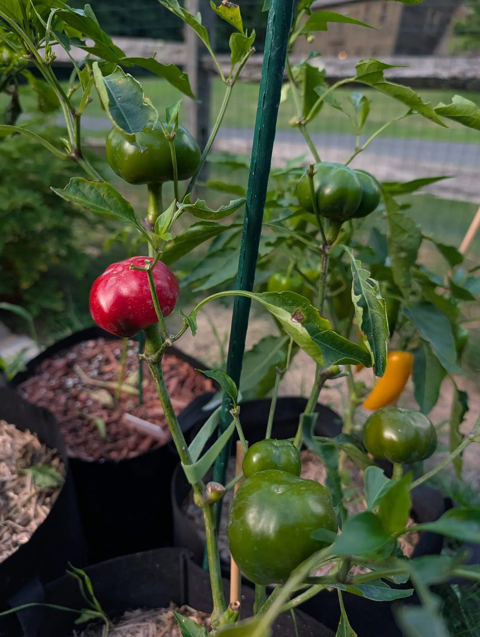 A round red cherry pepper among green ones on a plant tied to a green metal stake, black fabric grow bags behind and a small yellow chilli to the side.