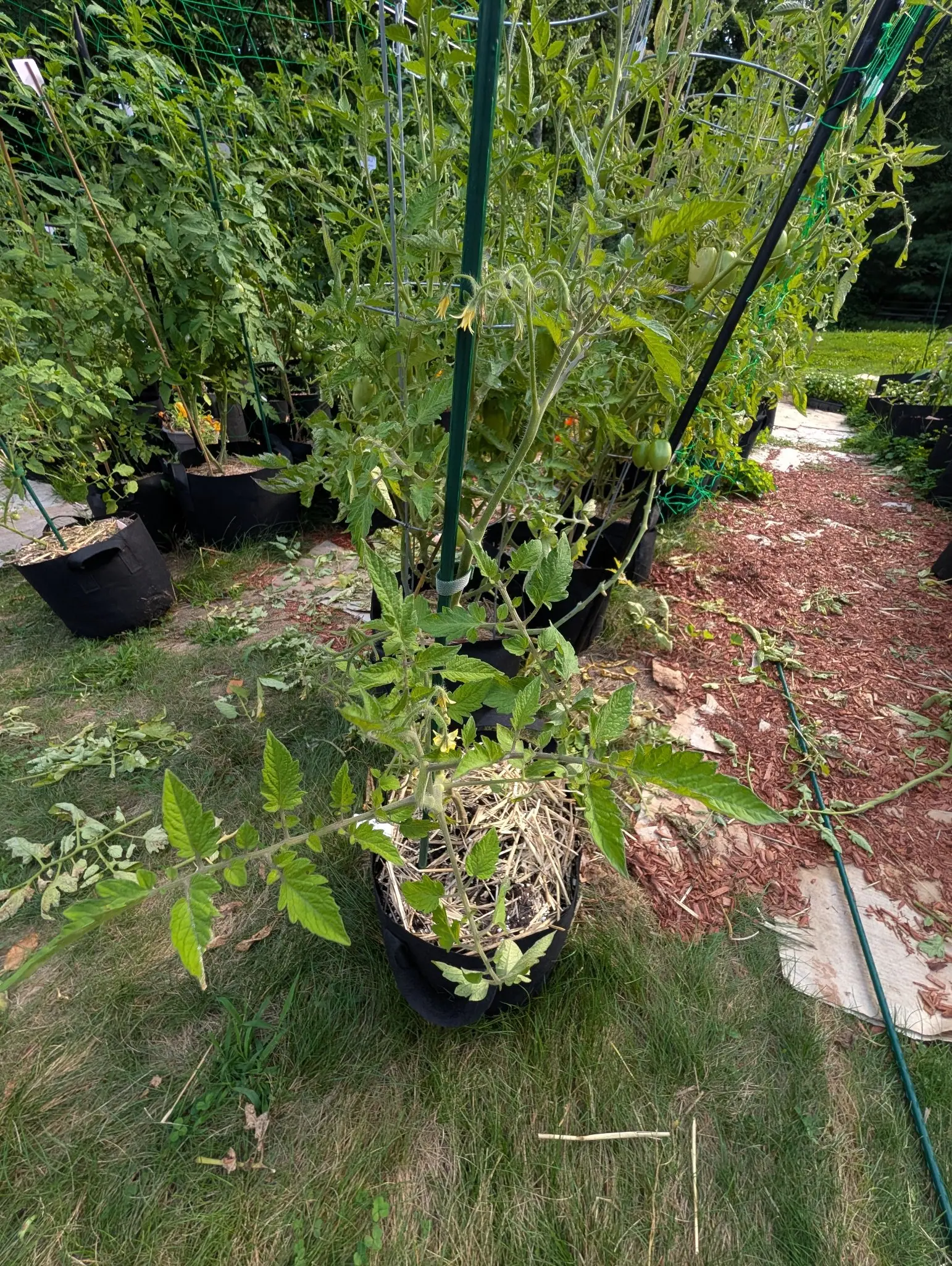 A low tomato plant in a straw-mulched black fabric grow bag standing on grass, a row of taller staked tomatoes and red-orange mulch behind it.