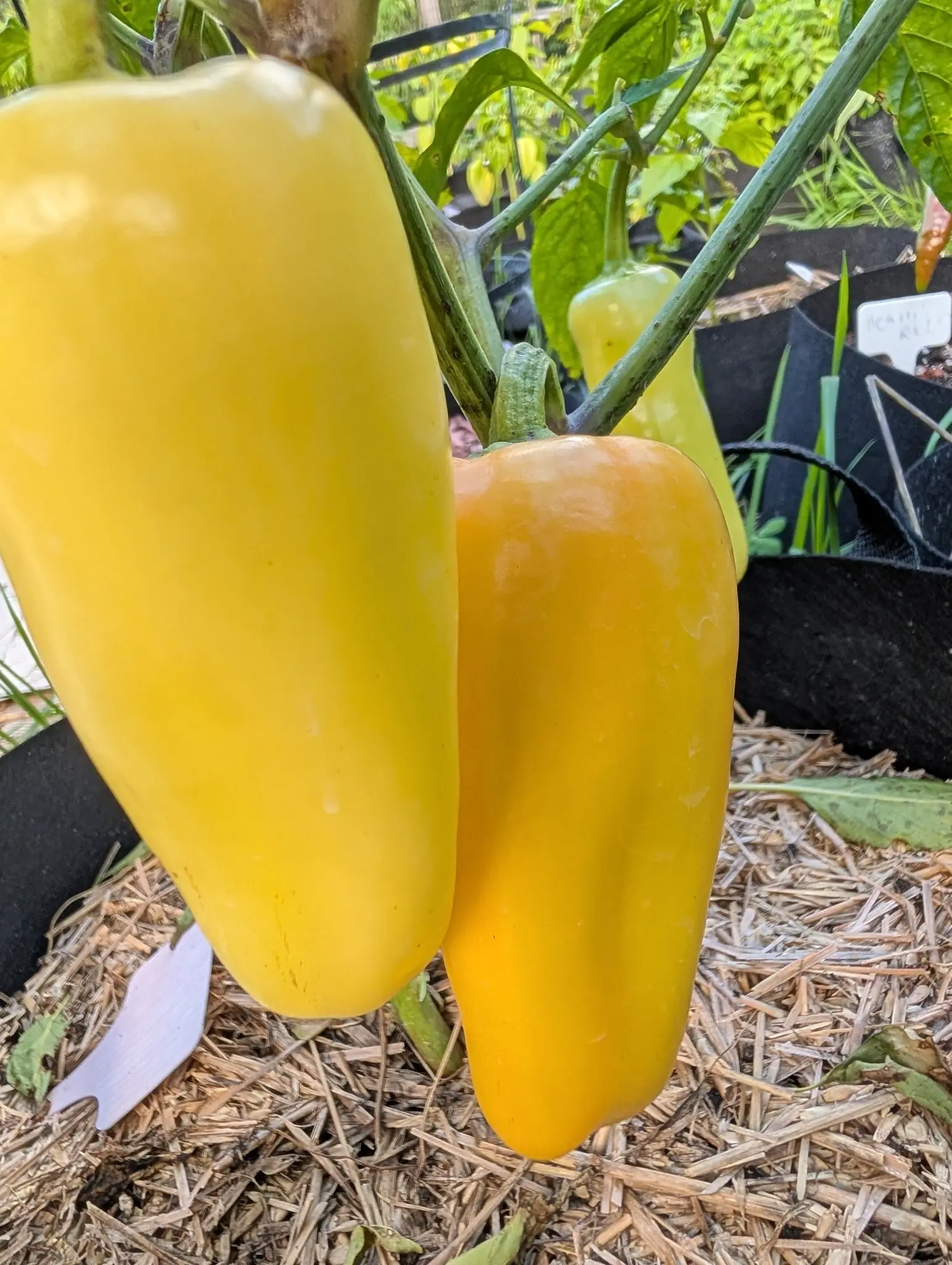 Two big tapered peppers close on the plant, one pale yellow and one turning orange, hanging over straw mulch in a black fabric grow bag.