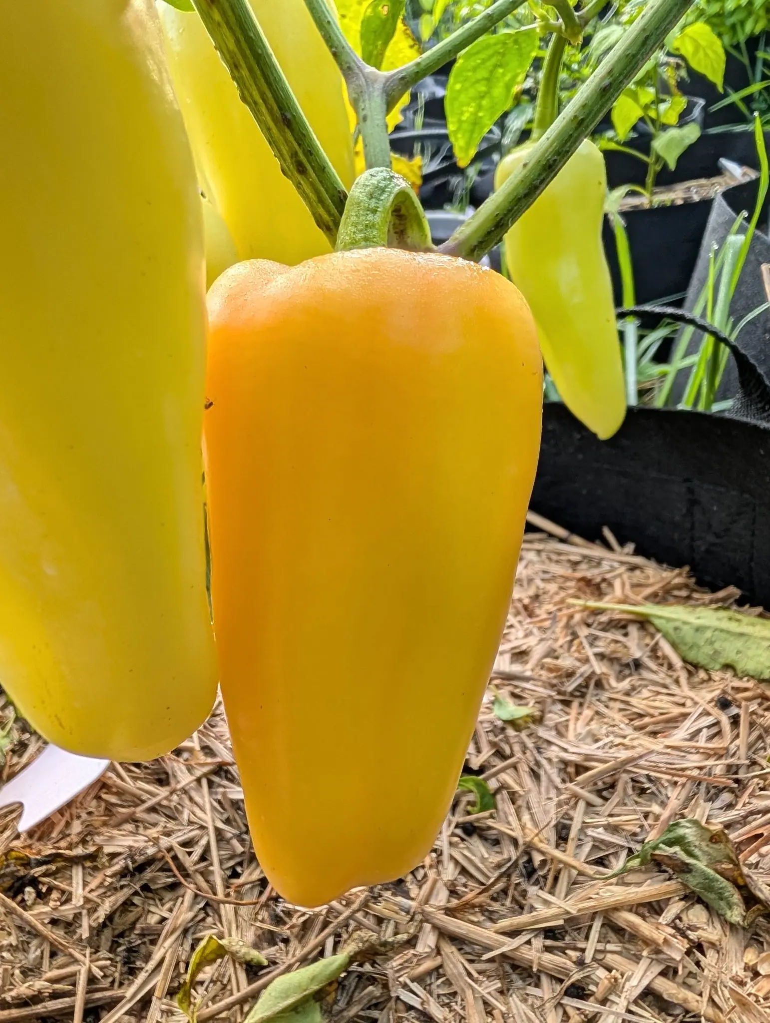 A tapered pepper flushed orange hanging beside paler yellow ones, straw mulch below and black fabric grow bags behind.