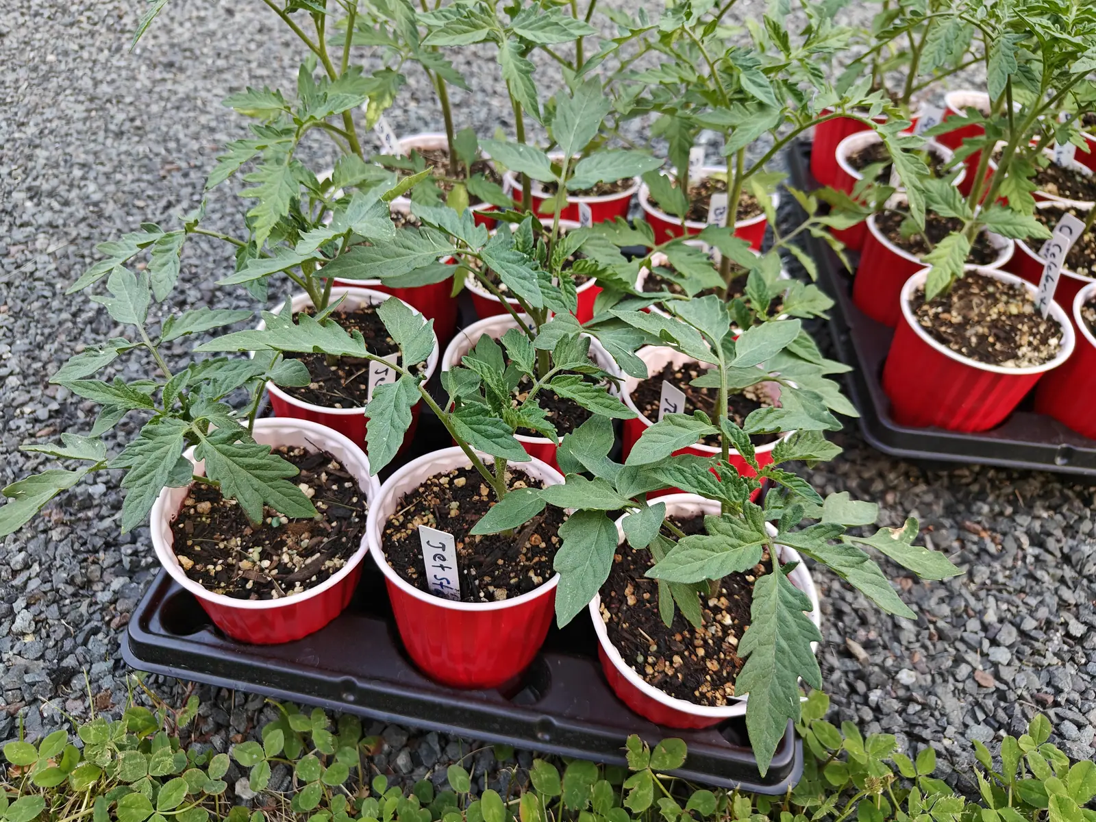 Trays of young tomato plants in red plastic cups on a black tray, small handwritten labels among them, standing on a gravel drive.