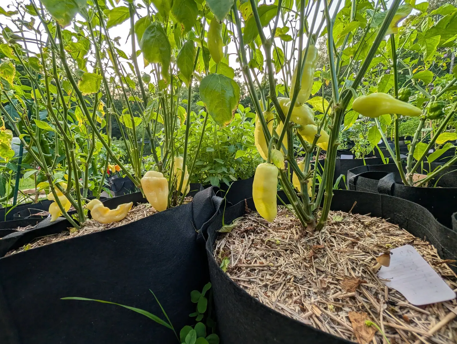 Pale cream-yellow peppers hanging on plants in black fabric grow bags, straw mulch at their feet and a white label tucked at the rim.