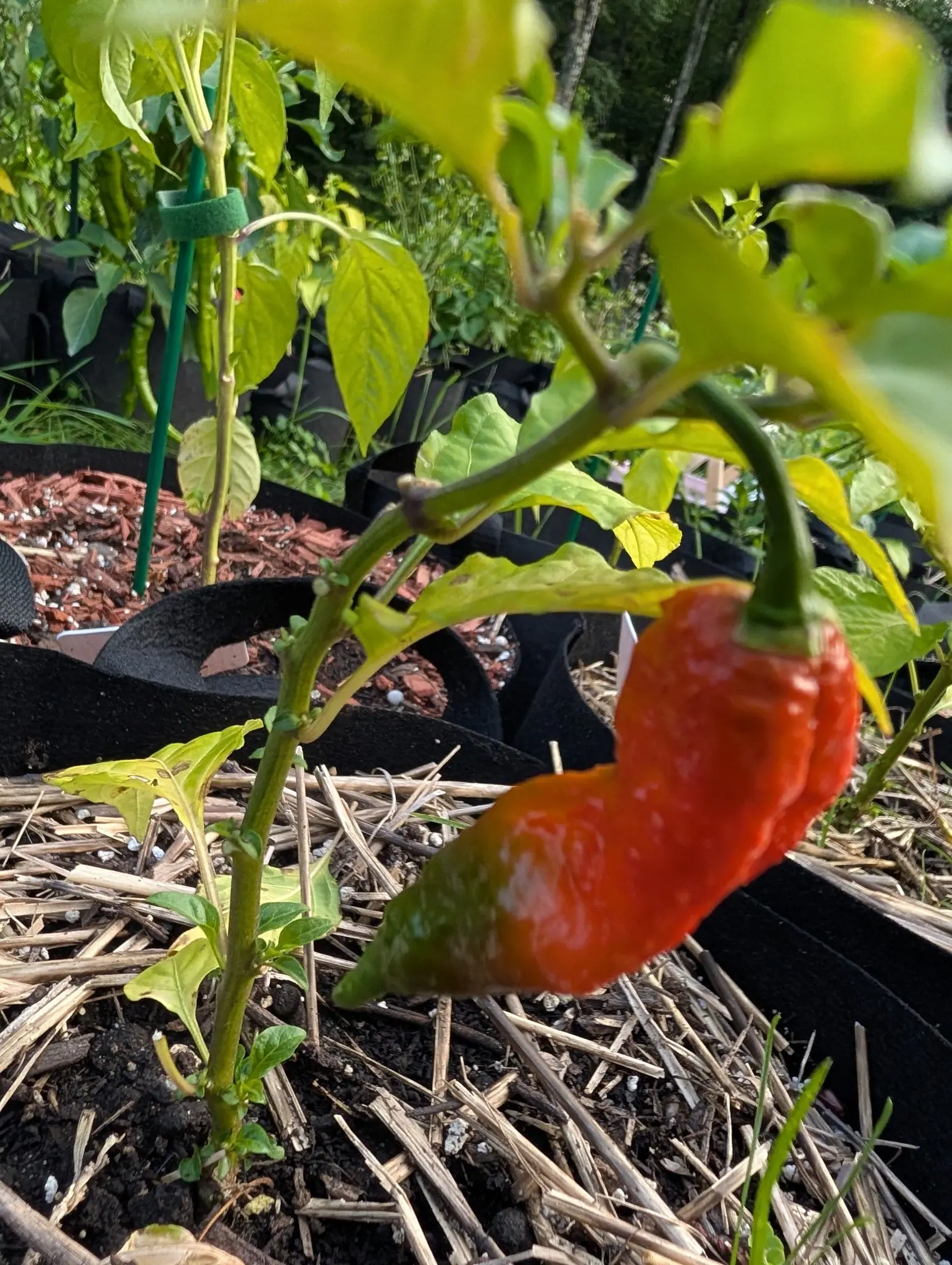 A wrinkled red pepper hanging on the plant over straw mulch, black fabric grow bags and red-orange mulch behind it.