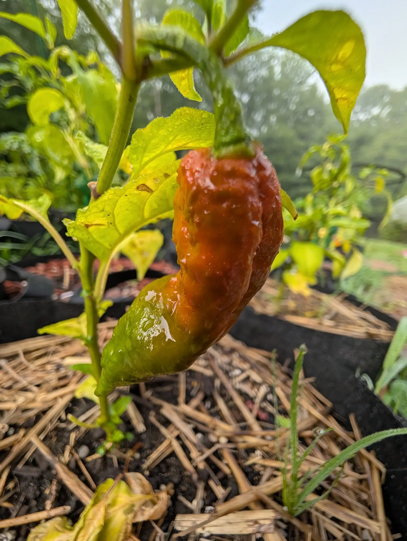 A wrinkled pepper turning from green to red-brown and beaded with water, hanging over straw mulch with mist across the garden behind.