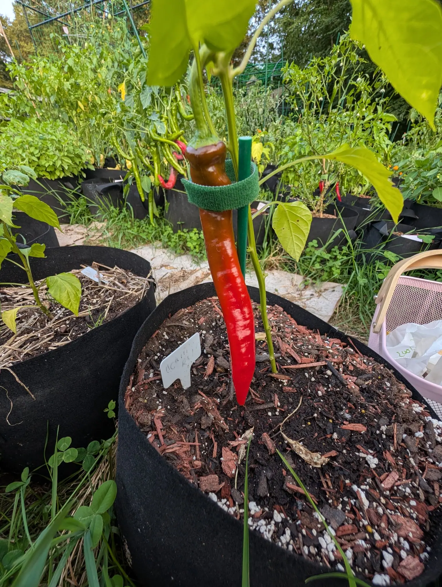 A long red pepper strapped to a green metal stake in a black fabric grow bag, the compost topped with bark and perlite and a white label pushed in beside it.