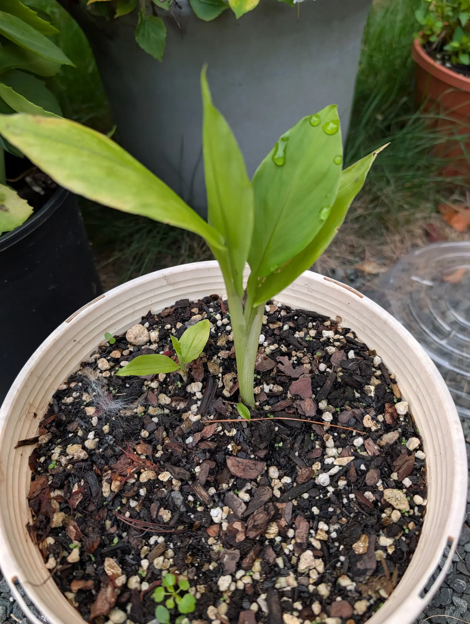 A young plant with upright glossy strap-shaped leaves in a cream plastic pot, its compost topped with bark and perlite, hostas and grasses behind.
