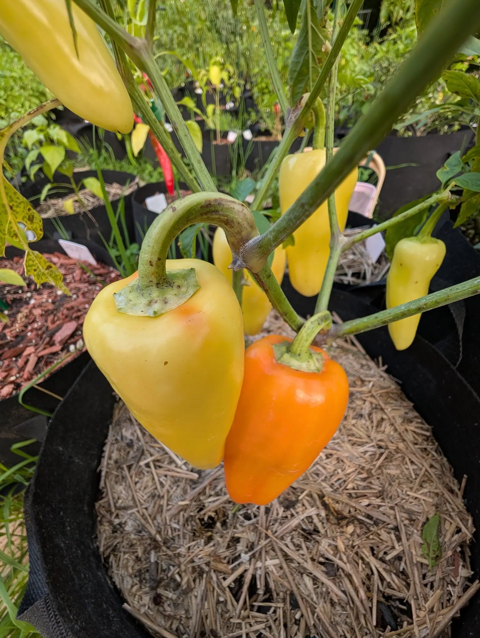 Pale yellow peppers and one turning orange hanging together on the plant, straw mulch in a black fabric grow bag below and red-orange mulch beyond.