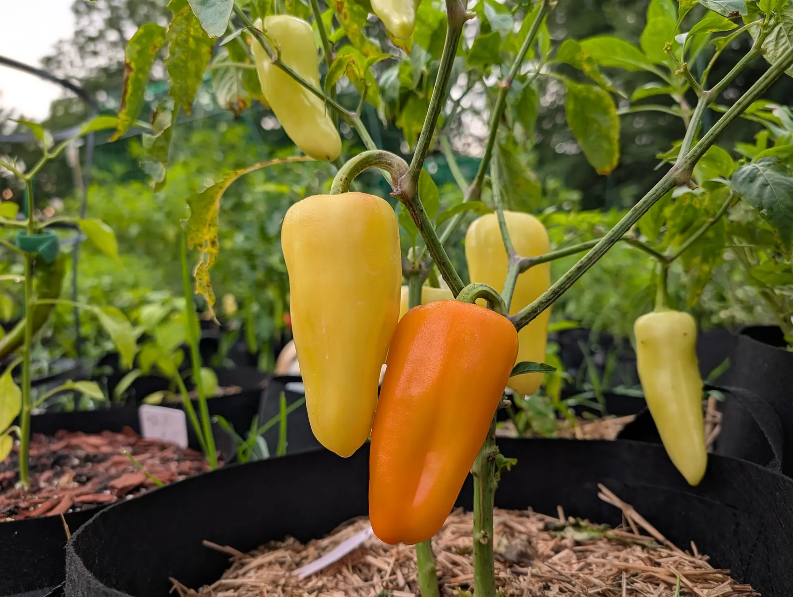 Peppers hanging pale yellow and orange on a plant in a black fabric grow bag, straw mulch below and rows of staked plants behind.