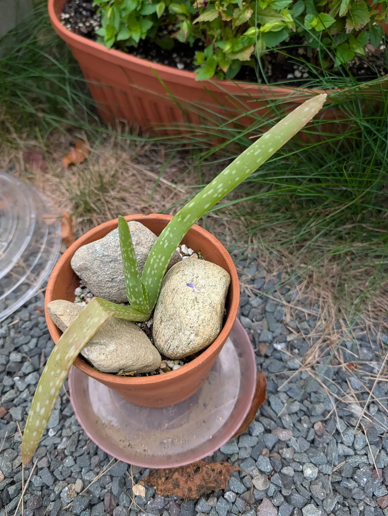 Three thick upright fleshy leaves speckled with pale spots, rising from a terracotta pot mulched with large rounded stones on a saucer over gravel. One lower leaf has flopped down over the rim. A large terracotta planter stands behind.