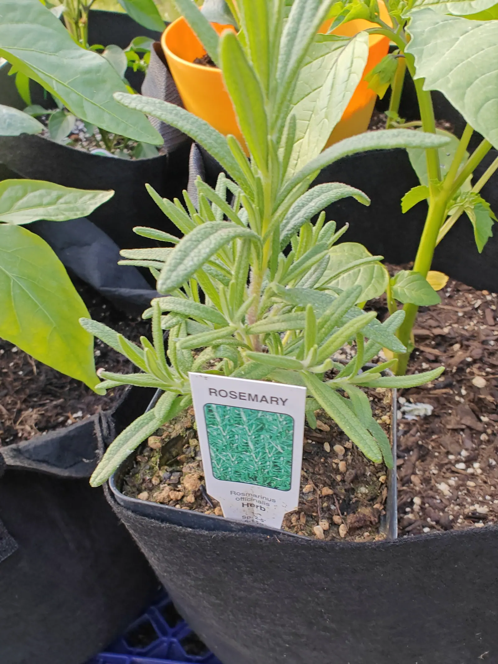 A young rosemary in a black fabric grow bag, its needled grey-green shoots above a printed label, with an orange pot and pepper leaves behind.