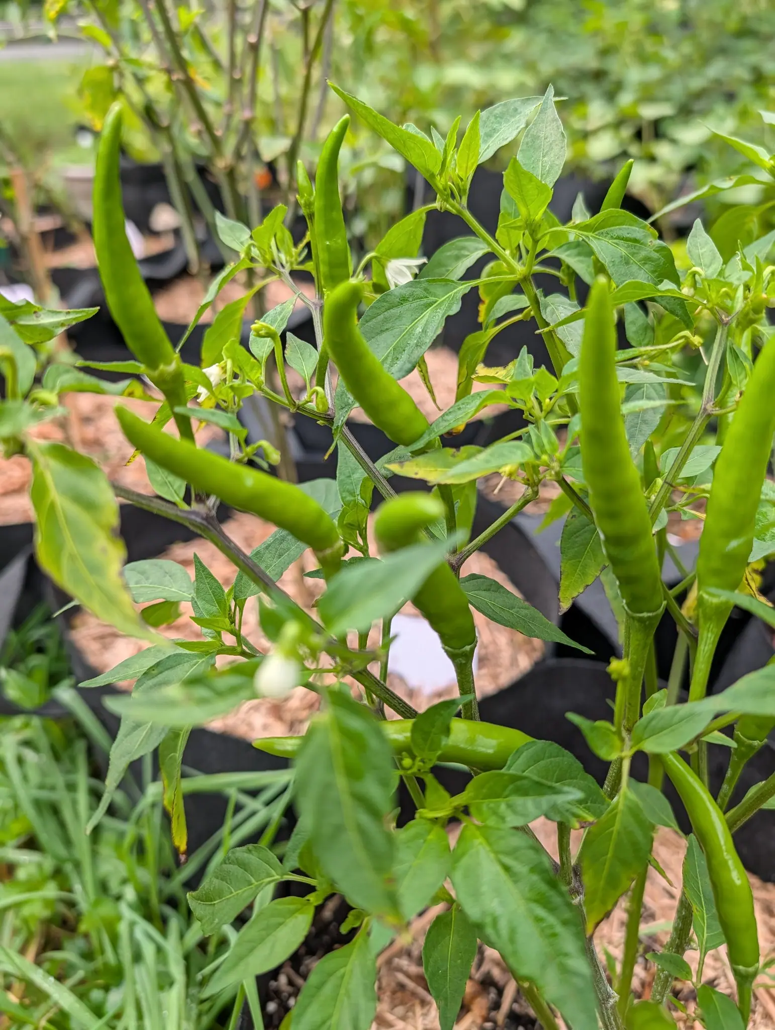 Slender green chillies standing upright on leafy plants in black fabric grow bags, small white flowers among them and bark mulch on the ground.