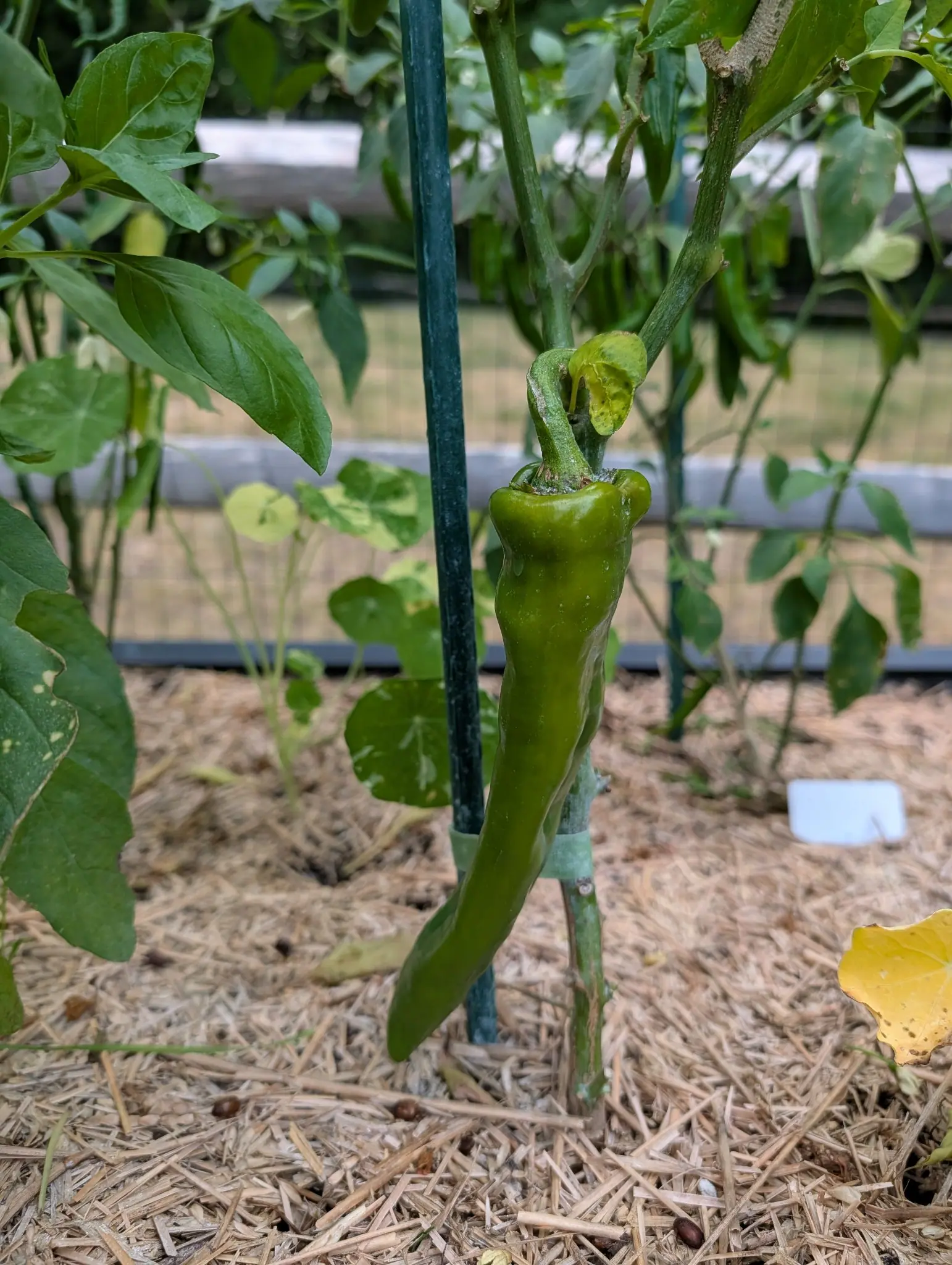 A long green pepper hanging beside a green metal stake over straw mulch, a split-rail fence with wire and a white label behind it.