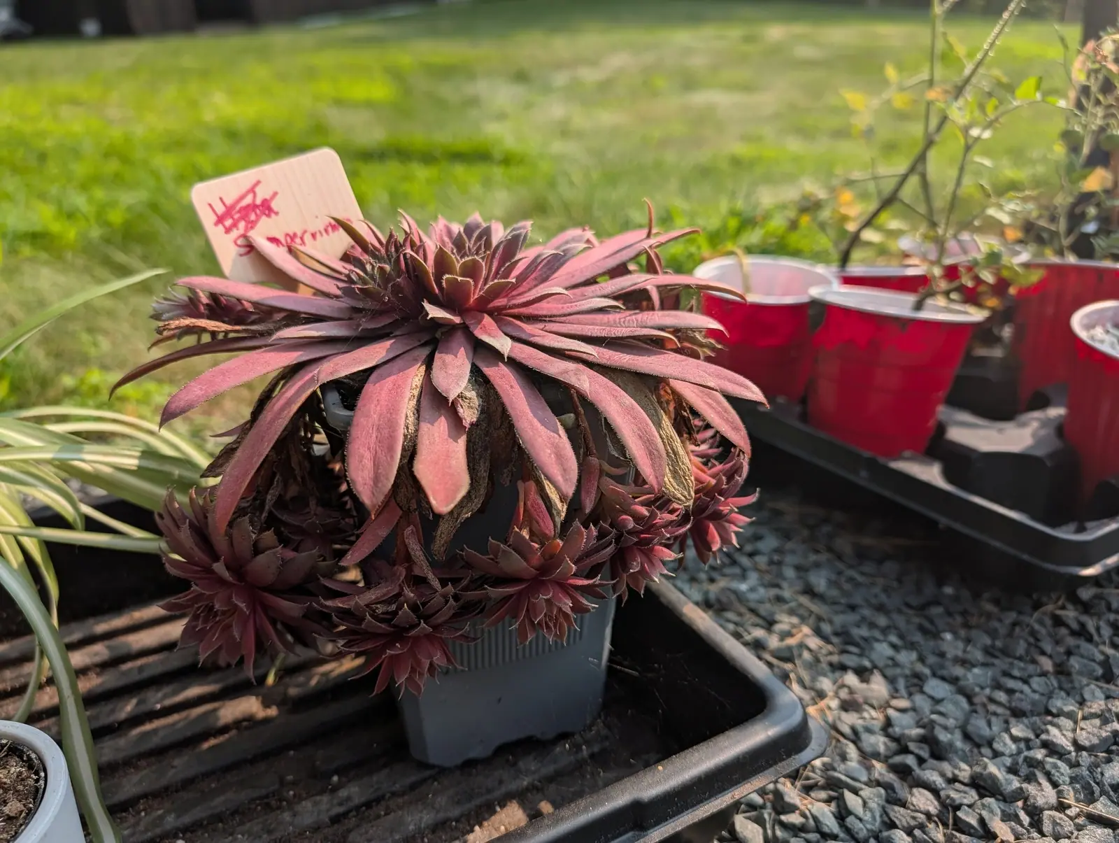 A dense colony of tight rosettes in deep wine-red and bronze, their outer leaves narrow and pointed, filling a black plastic pot on a tray of gravel. A handwritten wooden label leans behind, with red pots and mown lawn beyond.