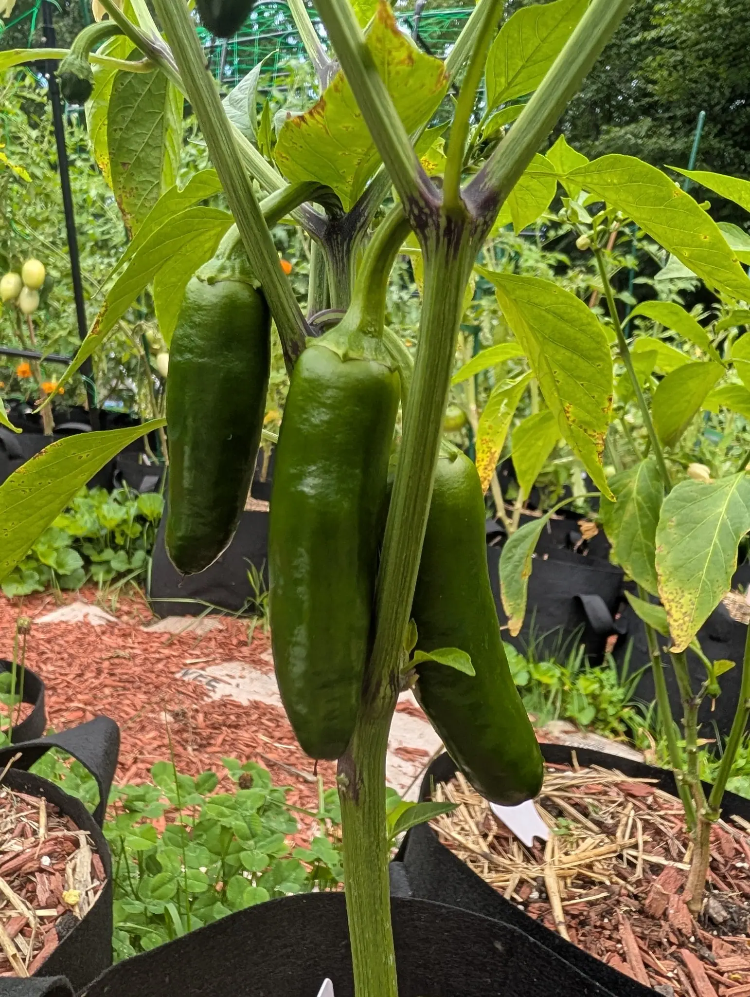 Three heavy dark green jalapeños hanging from a single stem, black fabric grow bags and red-orange mulch spread behind them.