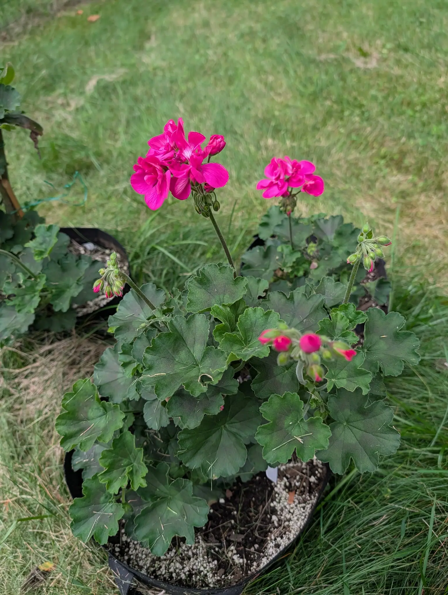 A geranium in a black nursery pot on mown grass, two magenta flower heads on long stalks above rounded dark green leaves.