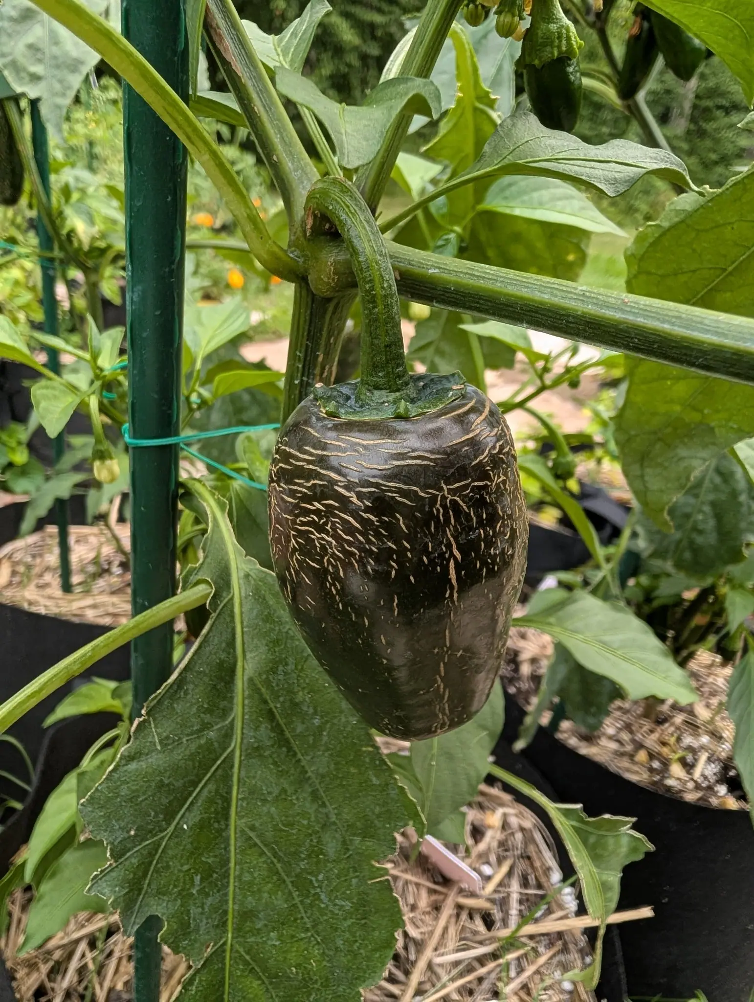 A dark green pepper webbed with tan corky lines hanging from a plant tied to a green metal stake, straw mulch and grow bags behind.