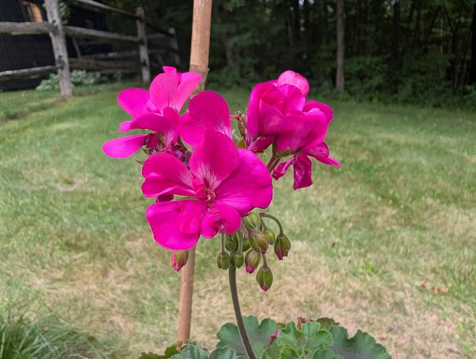 A magenta geranium in full flower beside a bamboo stake, three open heads above a cluster of tight green buds, with mown grass and a dark split-rail fence behind.