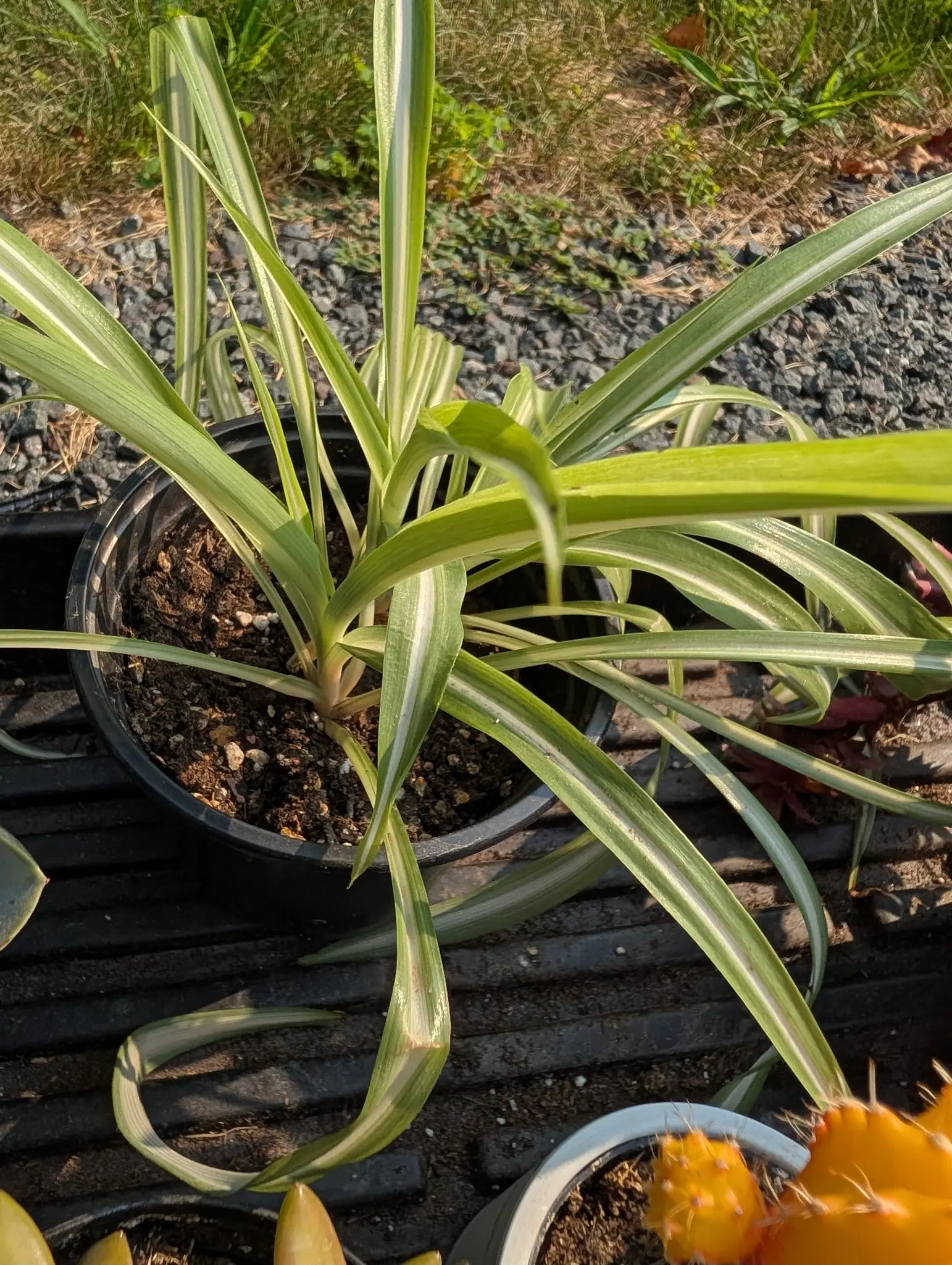 A rosette of long arching strap-shaped leaves, pale cream down the centre and green at the margins, in a black pot on a slatted mat. Several leaves are creased and folding over. A small orange cactus in a white pot sits at the lower edge.