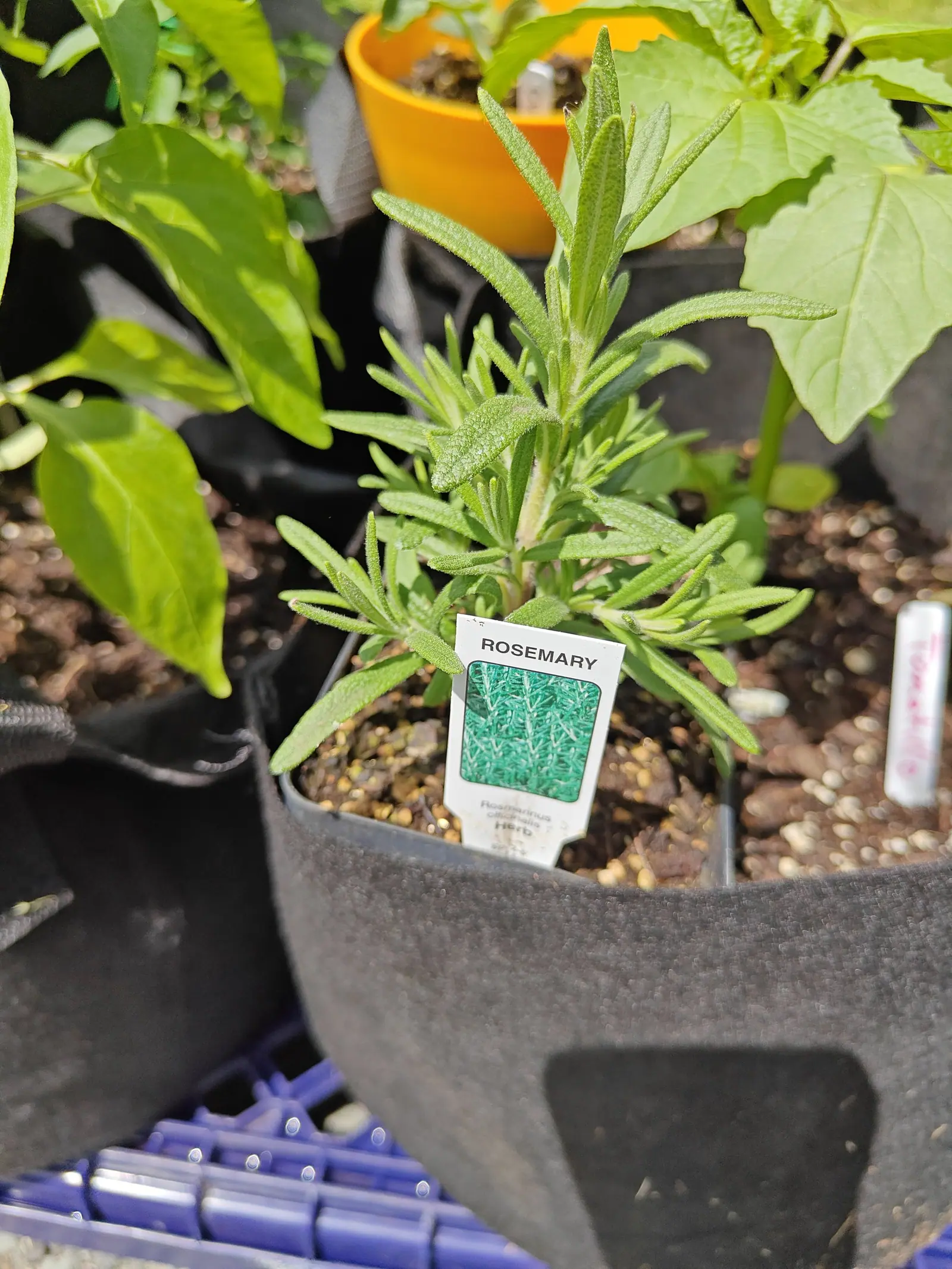 A young rosemary in a black fabric grow bag, needle-like grey-green leaves above a printed label, with an orange plastic pot and other bags crowded around on a blue rack.