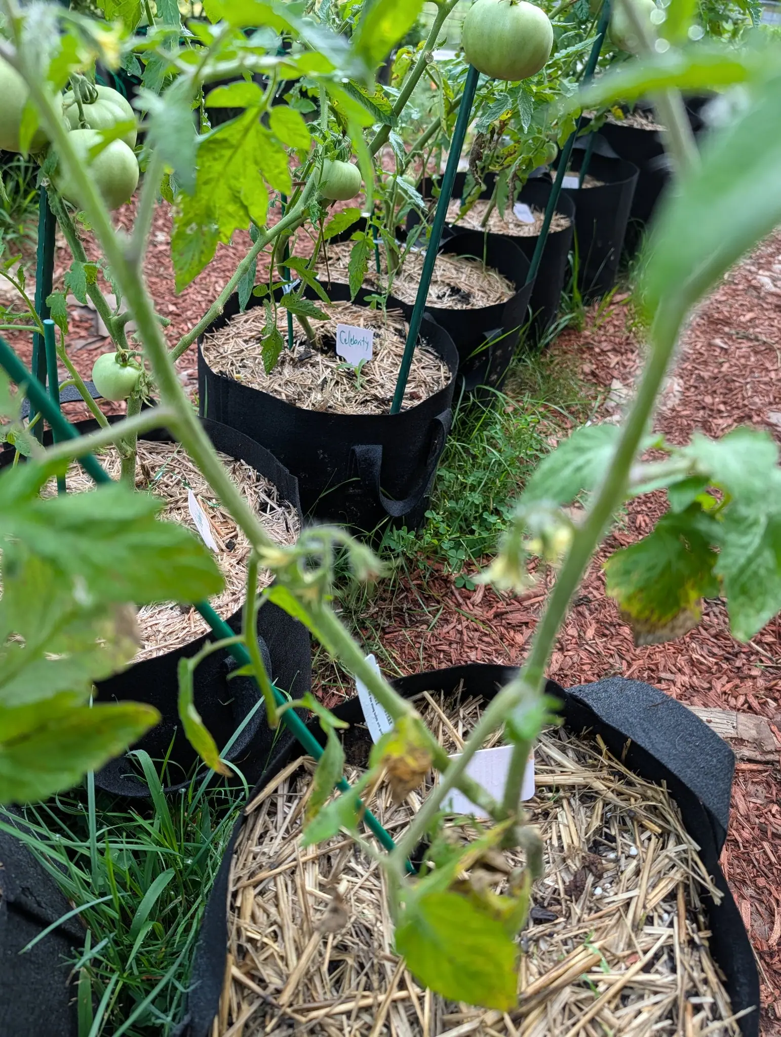 Green tomatoes hanging over a line of straw-mulched black fabric grow bags, green metal stakes between them, with red-orange bark mulch and a handwritten label in the beds beyond.