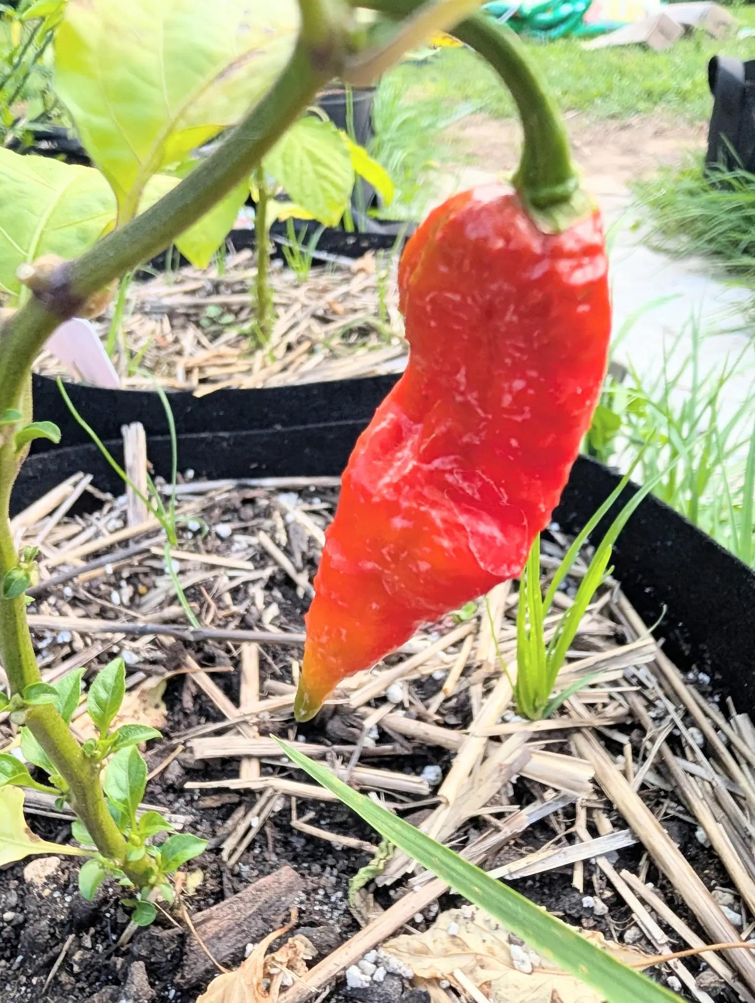 A single red chilli with wrinkled, dimpled skin hanging from a thick green stem above a straw-mulched black fabric grow bag, a paved path and grass blurred behind.