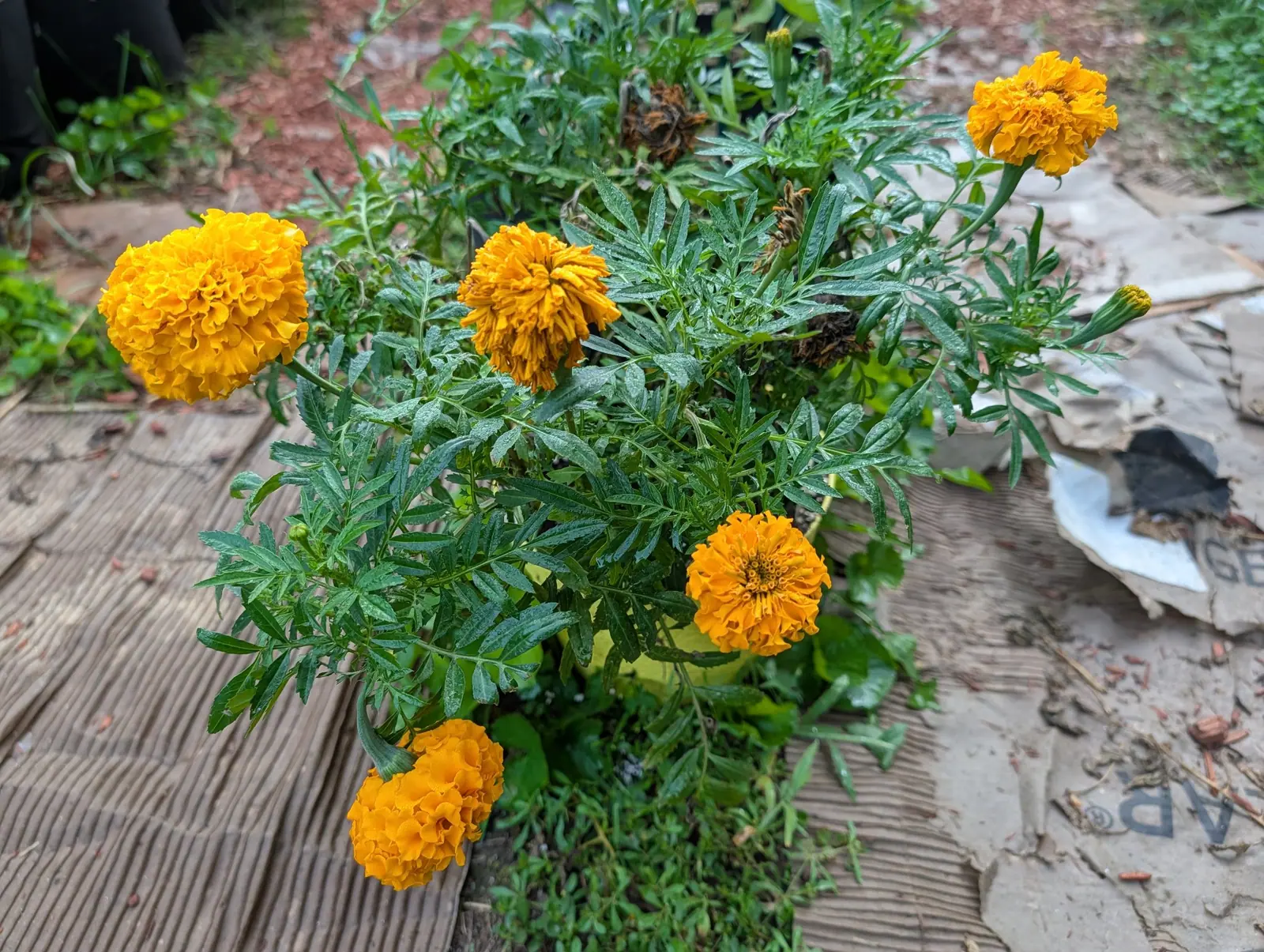 A low bushy plant with finely divided dark green leaves and five dense pompom flowers in gold and deep orange, growing up through a gap in flattened cardboard sheet mulch laid over the soil.