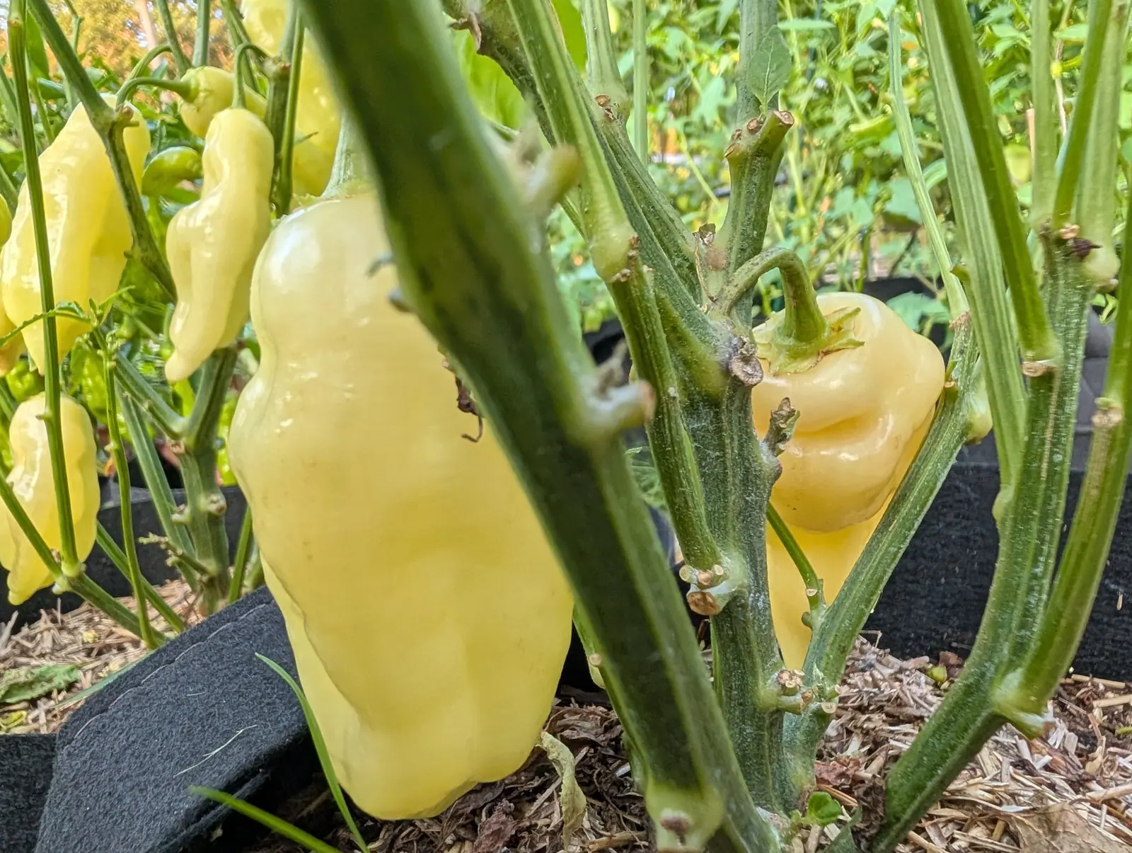 Pale cream-yellow peppers hanging among thick green stems, one long fruit close in front and more behind, over the black rim of a fabric grow bag and dry straw.