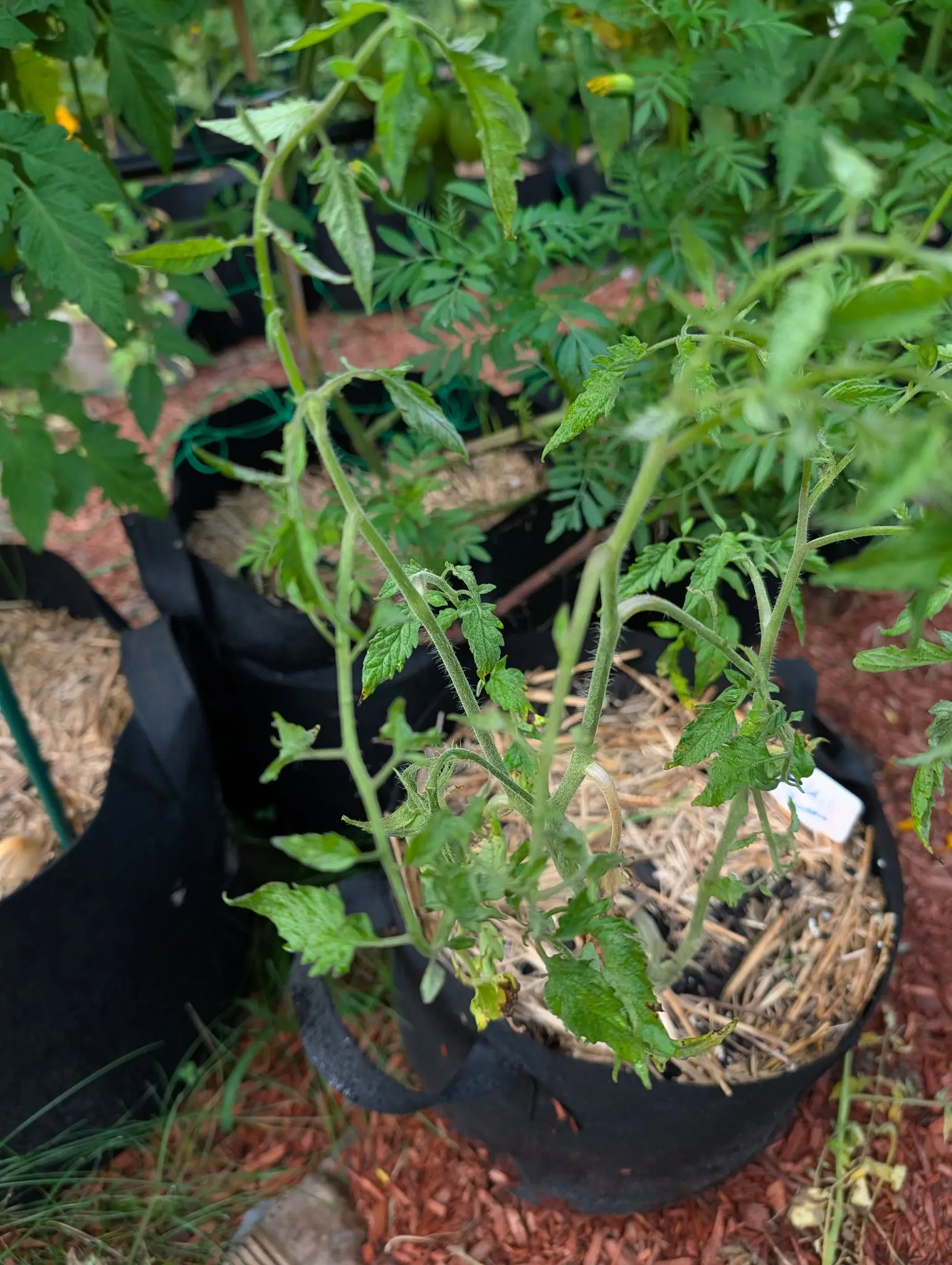 A tomato plant sprawling out of a straw-mulched black fabric grow bag, its stems bare and leaves curled and drooping, with a white label at the rim and red-orange mulch behind.