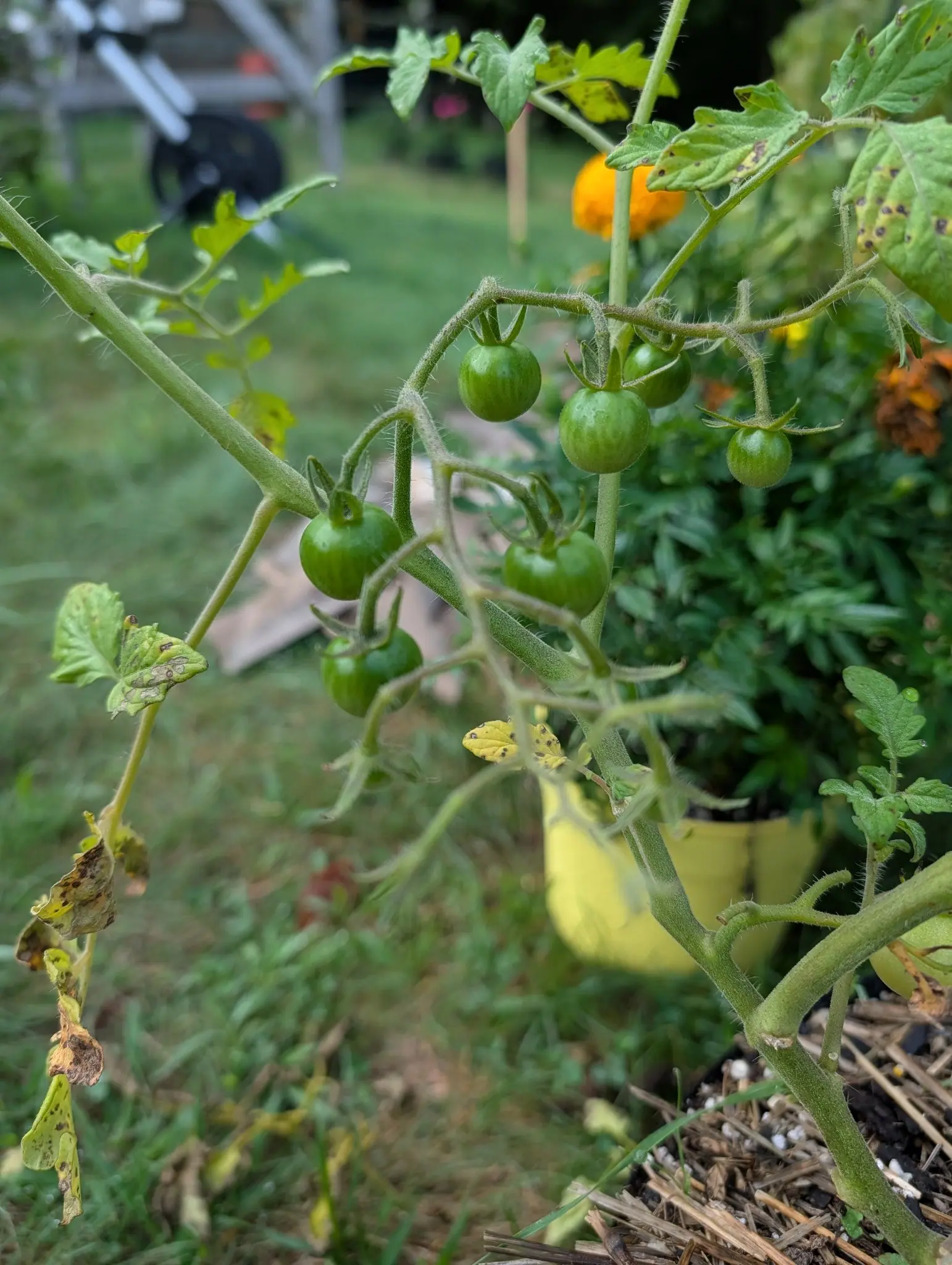 A truss of small green cherry tomatoes on a hairy stem, a lower leaf yellowed and blotched below, with orange marigolds in a yellow pot and mown grass behind.