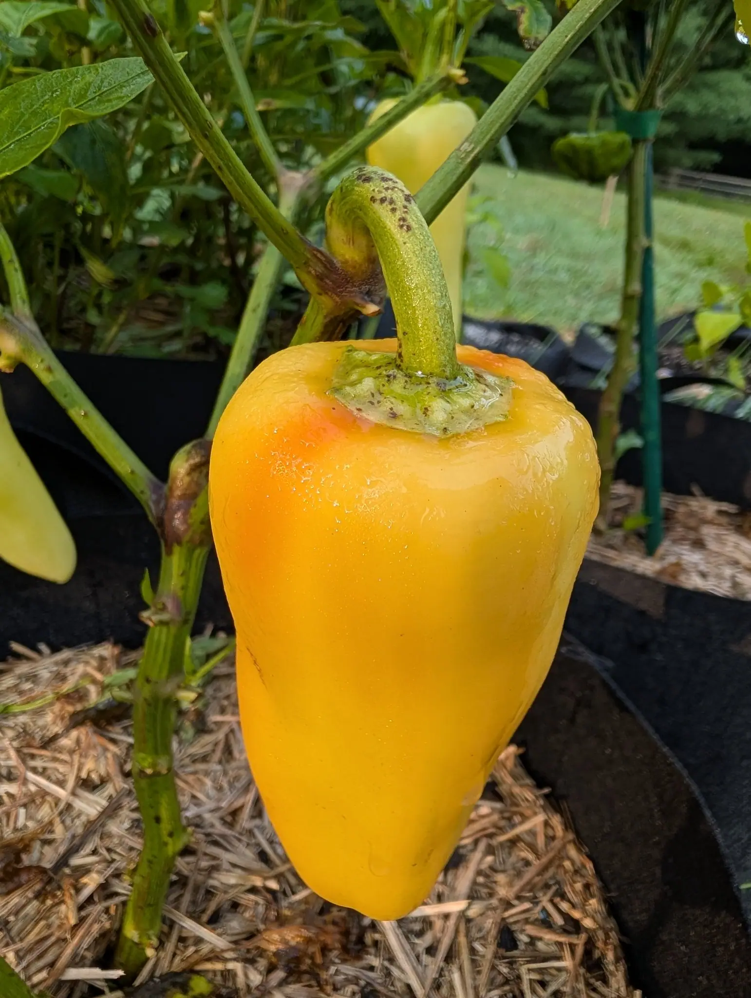 A large golden-yellow pepper hanging by a thick green stalk, its shoulder faintly flushed orange, with paler cream fruit behind and straw mulch in a black fabric bag below.