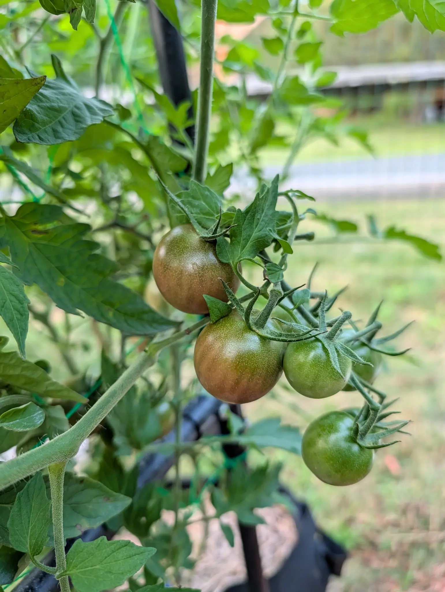 A cluster of cherry tomatoes on the vine colouring from green to dusky brown-purple under a spidery calyx, with a black fabric bag below and mown grass beyond.