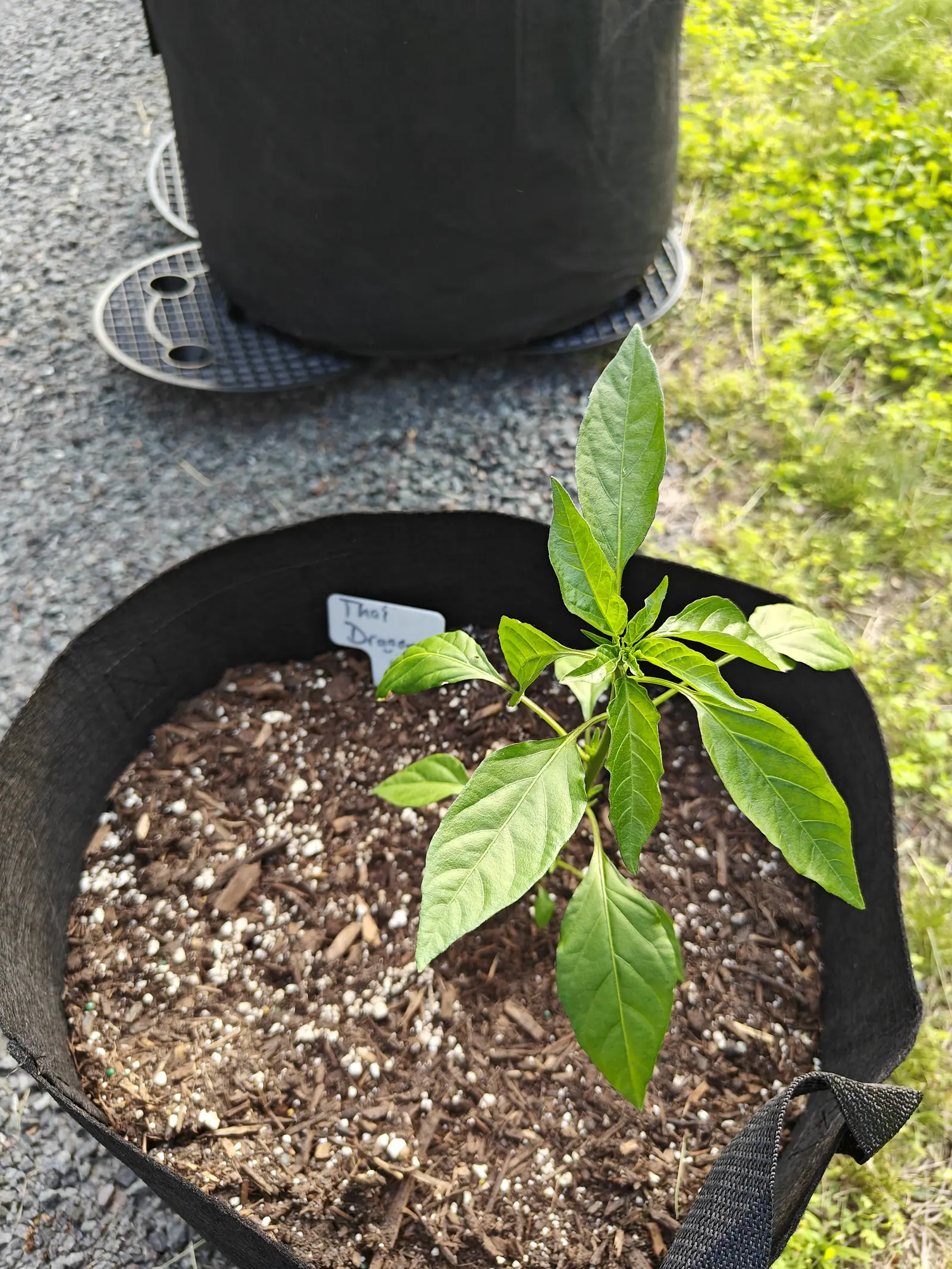 A young pepper plant in a black fabric grow bag on gravel, glossy leaves above dark compost flecked with white perlite, a handwritten label pushed in beside it.