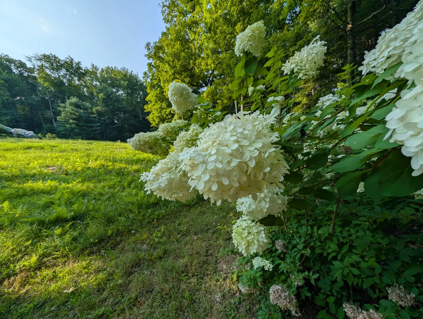A hydrangea in flower along the edge of a mown lawn, heavy cream-white conical heads bending the branches, with woodland and clear blue sky behind.