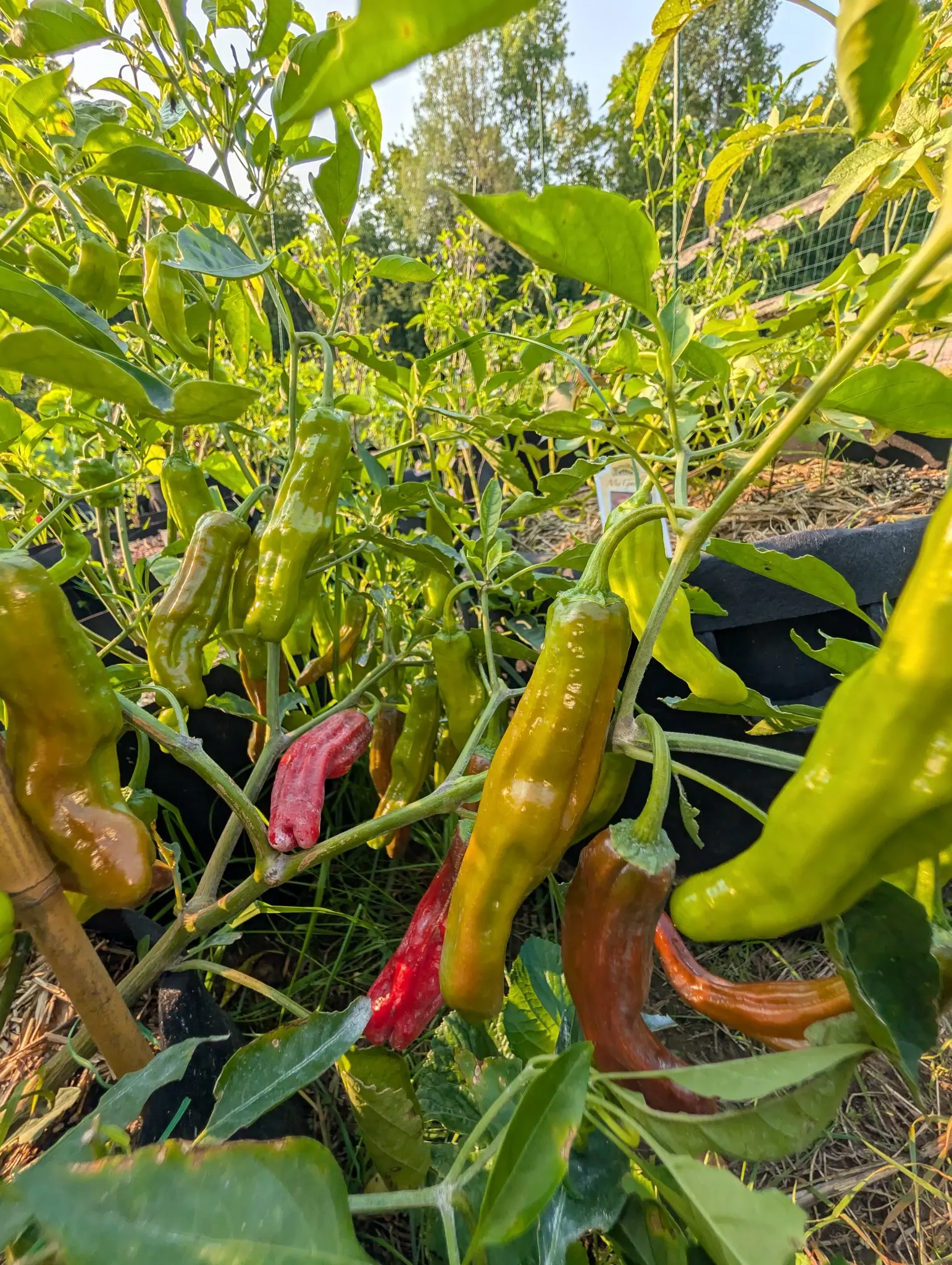 A pepper plant hung with long tapering fruit, most pale green and several ripening through brown to red, over the black rim of a straw-mulched grow bag with a wire fence beyond.