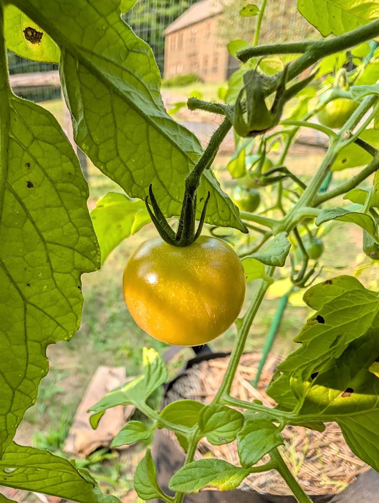 A single tomato ripening to gold-green under a spidery green calyx, framed by broad leaves, with more green fruit behind and a brown timber building beyond a wire fence.