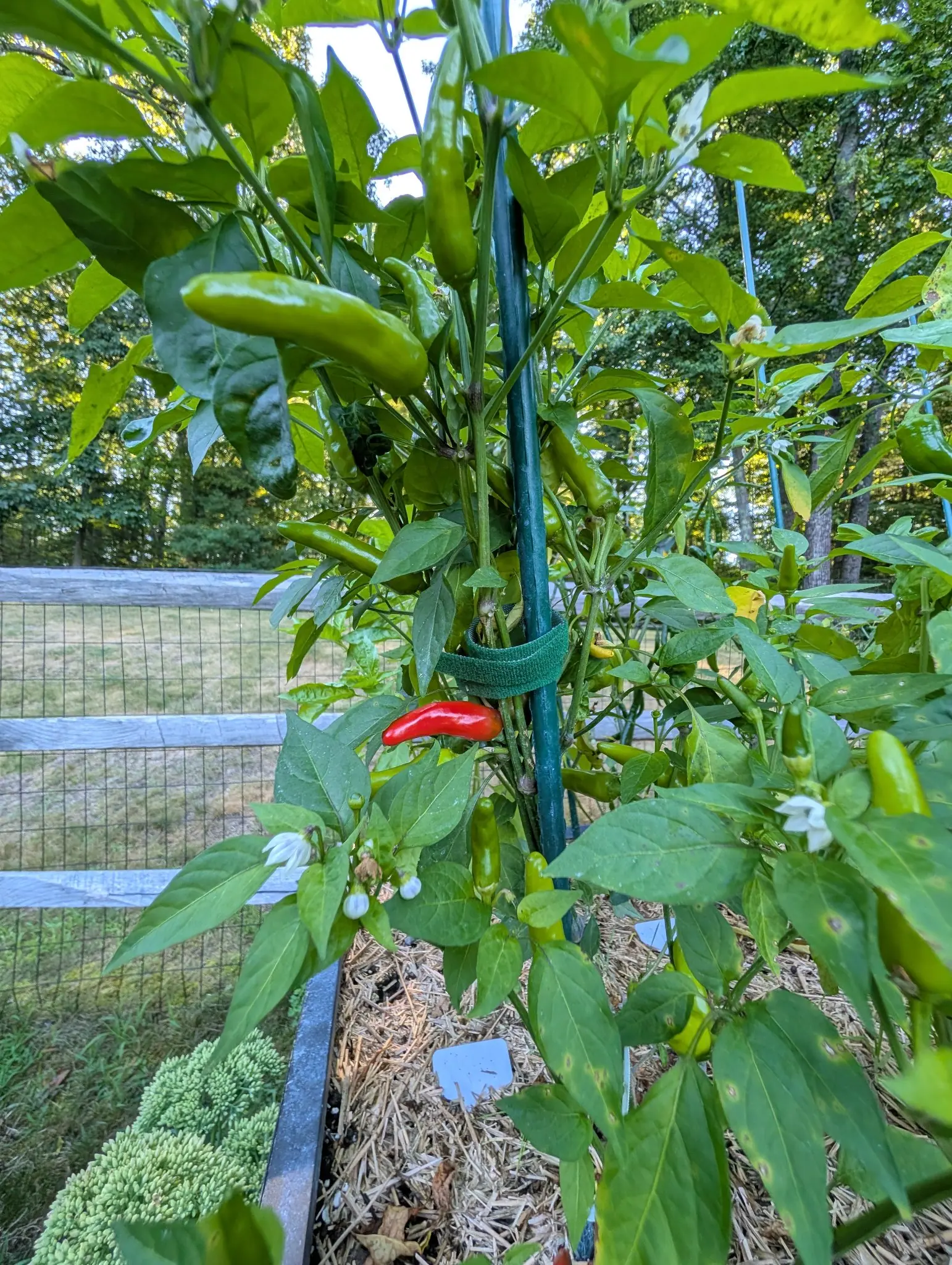 A chilli plant tied to a green metal stake with a velcro strap, small white flowers and slim green fruit among the leaves and one scarlet chilli pointing out over straw mulch.