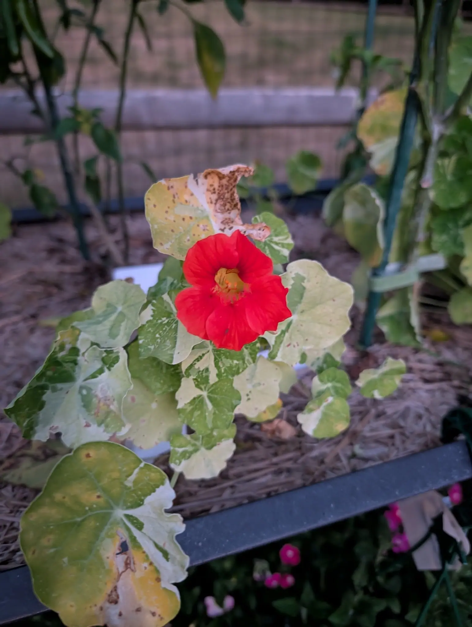 A scarlet nasturtium flower open above round leaves splashed cream and green, several chewed and yellowing, over straw mulch inside a black bed edge in low evening light.