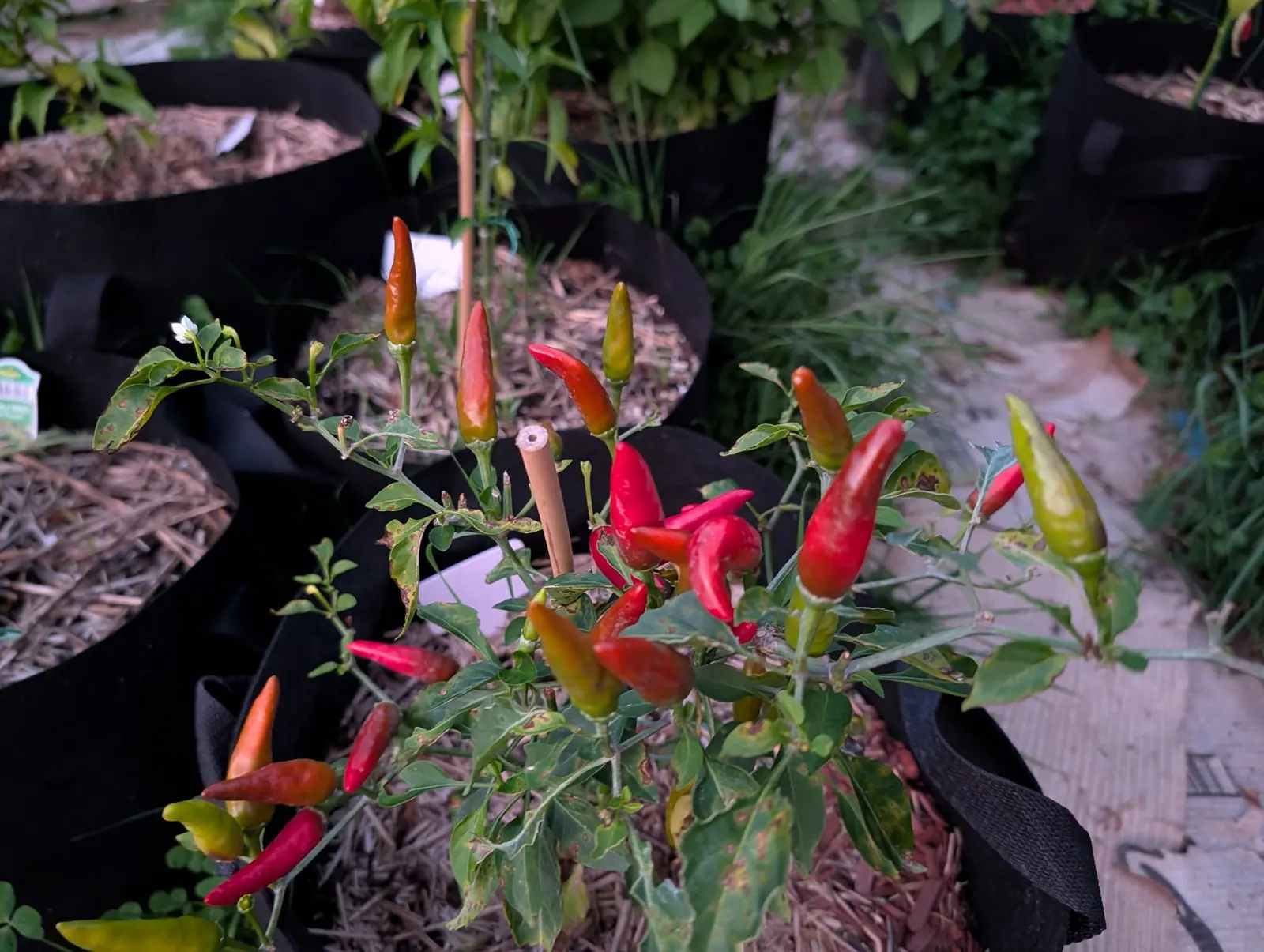 A chilli plant carrying dozens of slim upward-pointing fruit in green, orange and scarlet, in a straw-mulched black fabric grow bag, with more bags behind and a gravel path to the side.