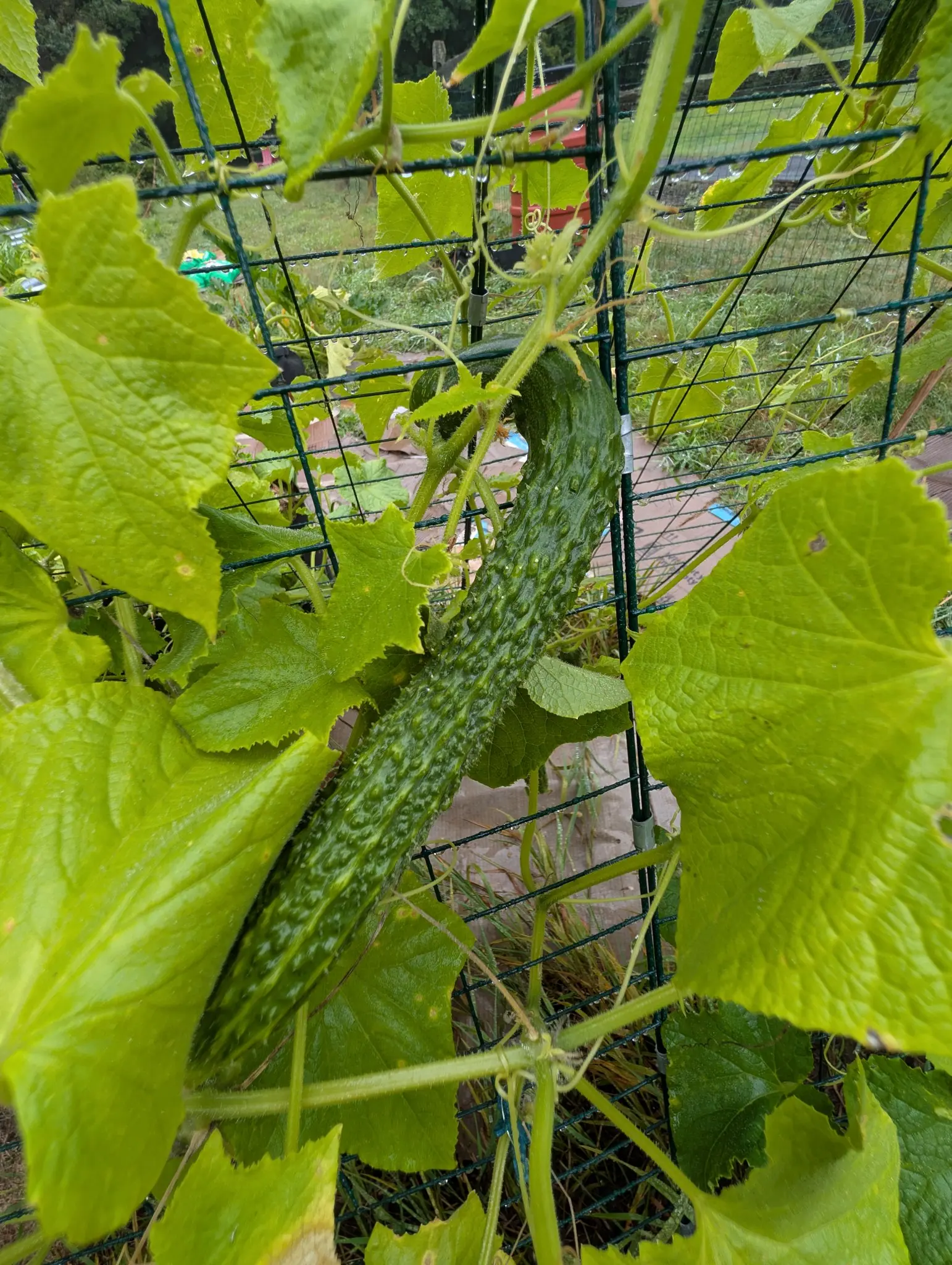 A long ridged dark green cucumber hanging inside a green wire trellis panel, surrounded by broad yellow-green leaves, with red-orange mulch on the ground behind.