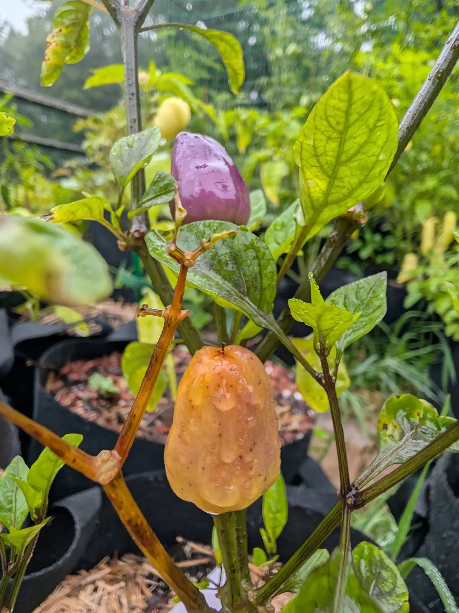 Two peppers on one woody stem, a small dusky purple fruit above and a swollen apricot-orange one below with rain beading on it, black fabric bags blurred behind.