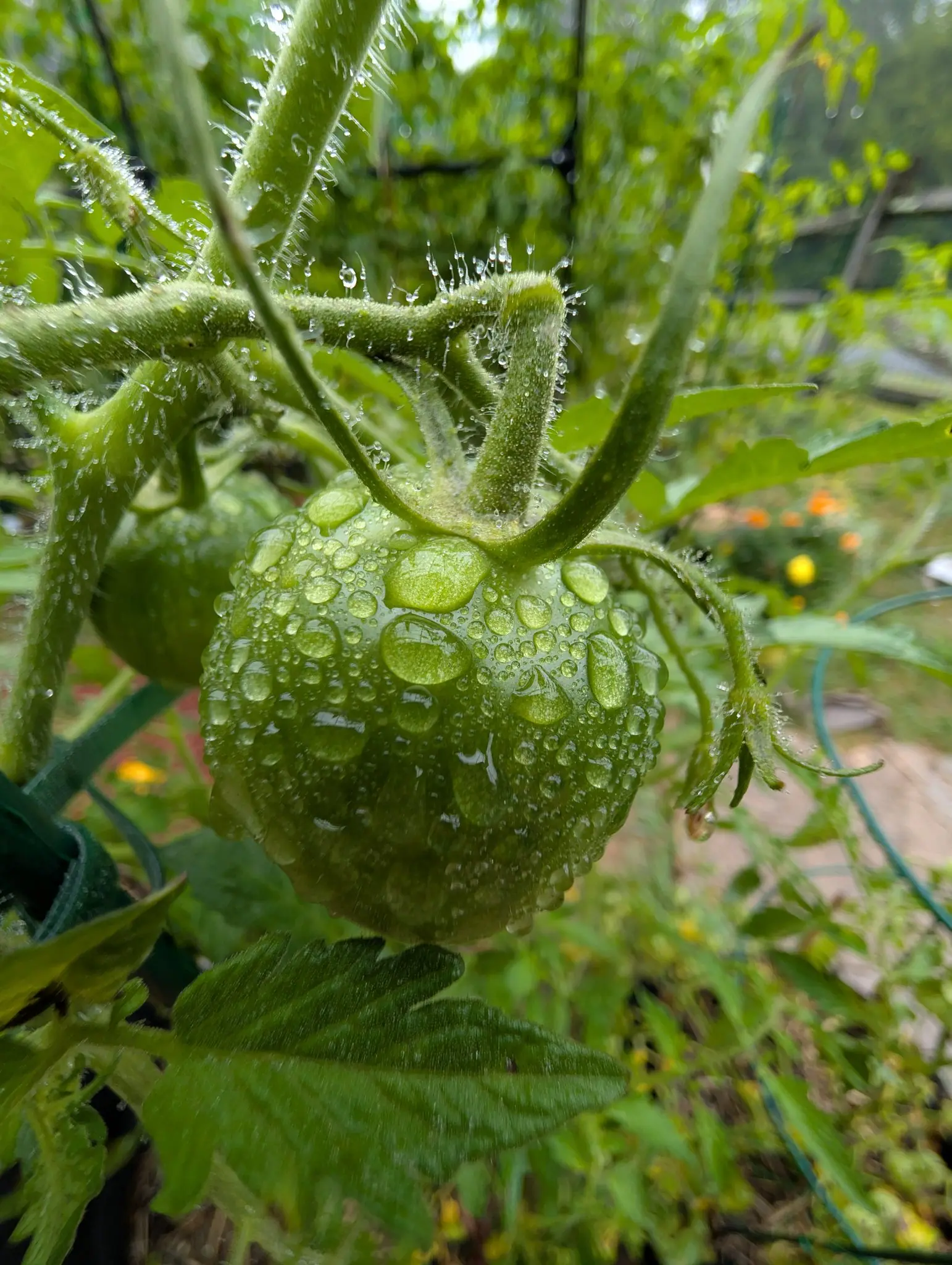 A green tomato beaded with rain hanging under a hairy stem and calyx, its skin still matt, with orange marigolds and a green stake blurred behind.