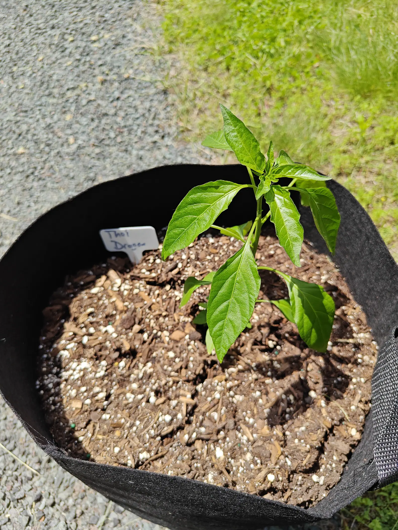 Looking down into a black fabric grow bag on gravel, a young pepper plant rooted in dark compost speckled with perlite, a handwritten label at the rim.
