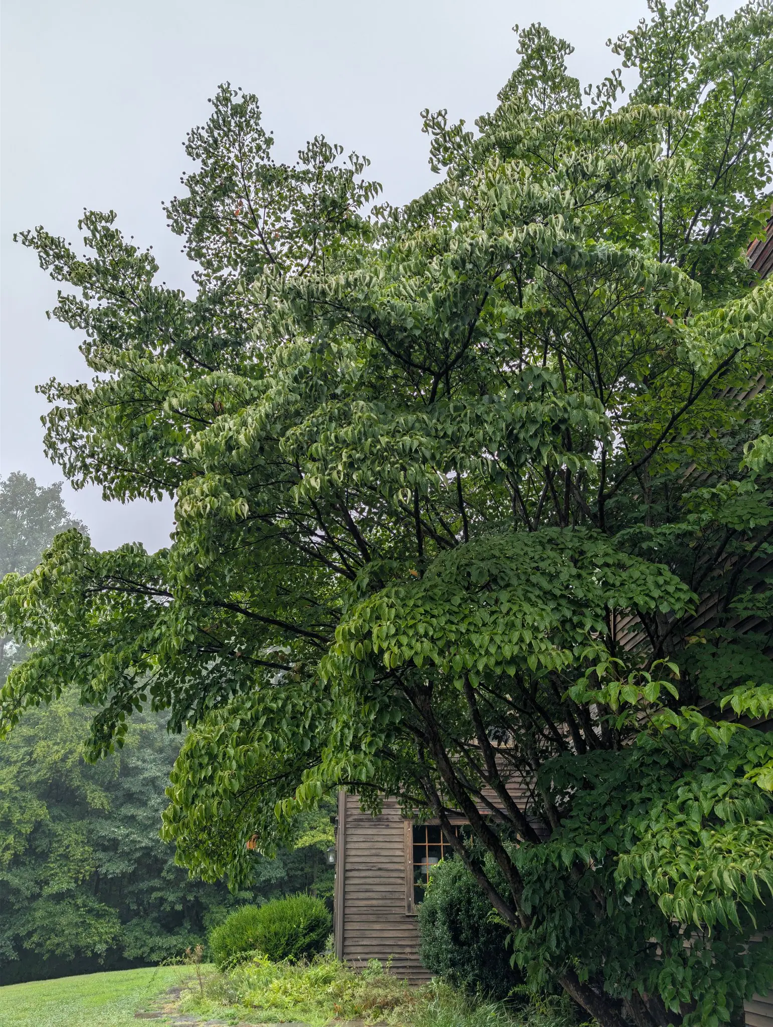 A broad multi-stemmed dogwood in full summer leaf beside the corner of a timber-clad house, its branches spreading over a shrub bed, with mist softening the woodland behind.