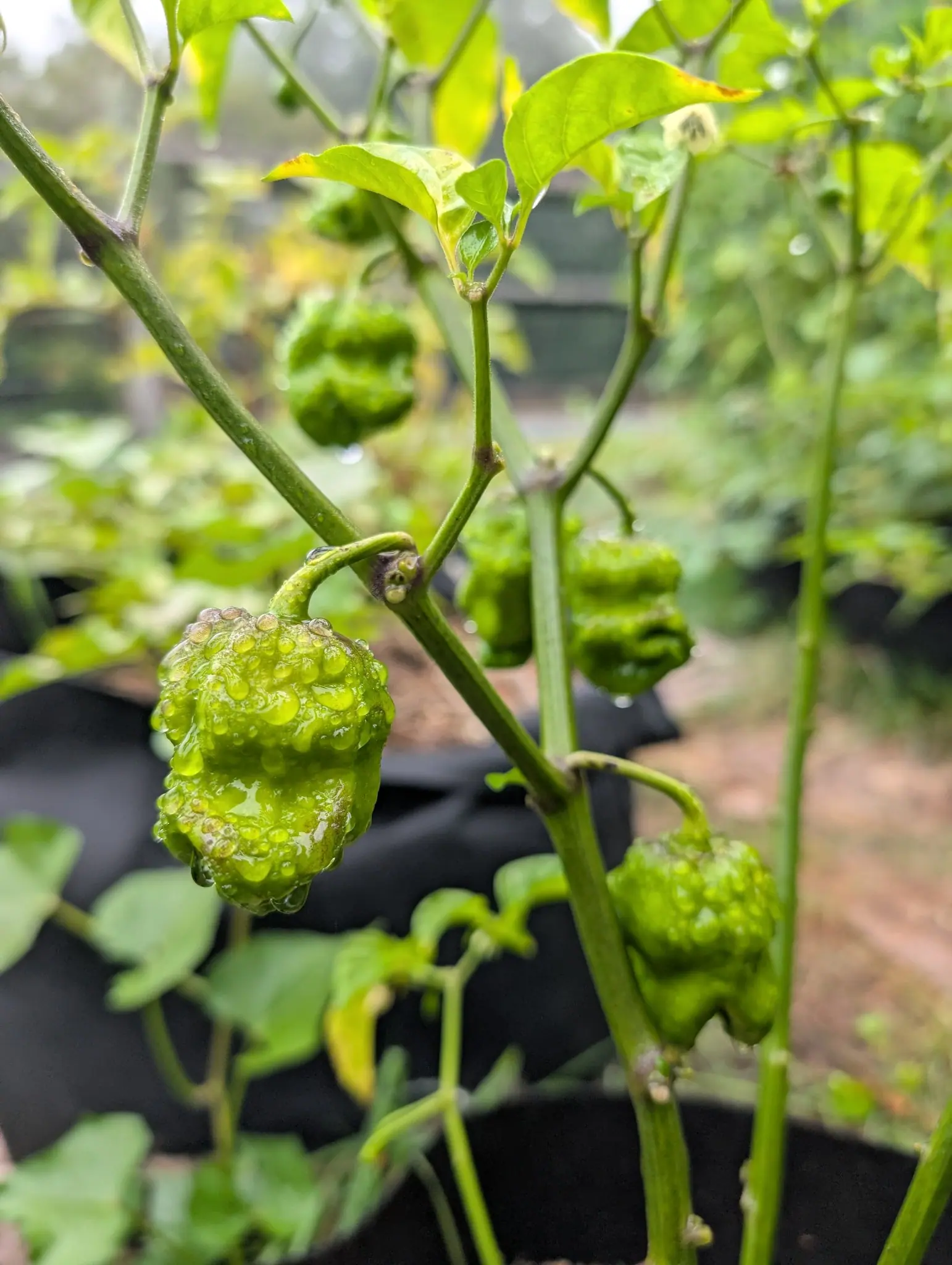 Four lumpy green peppers with deeply wrinkled skin hanging on smooth green stems, beaded with rain, with black fabric grow bags and bare red-orange ground blurred behind.